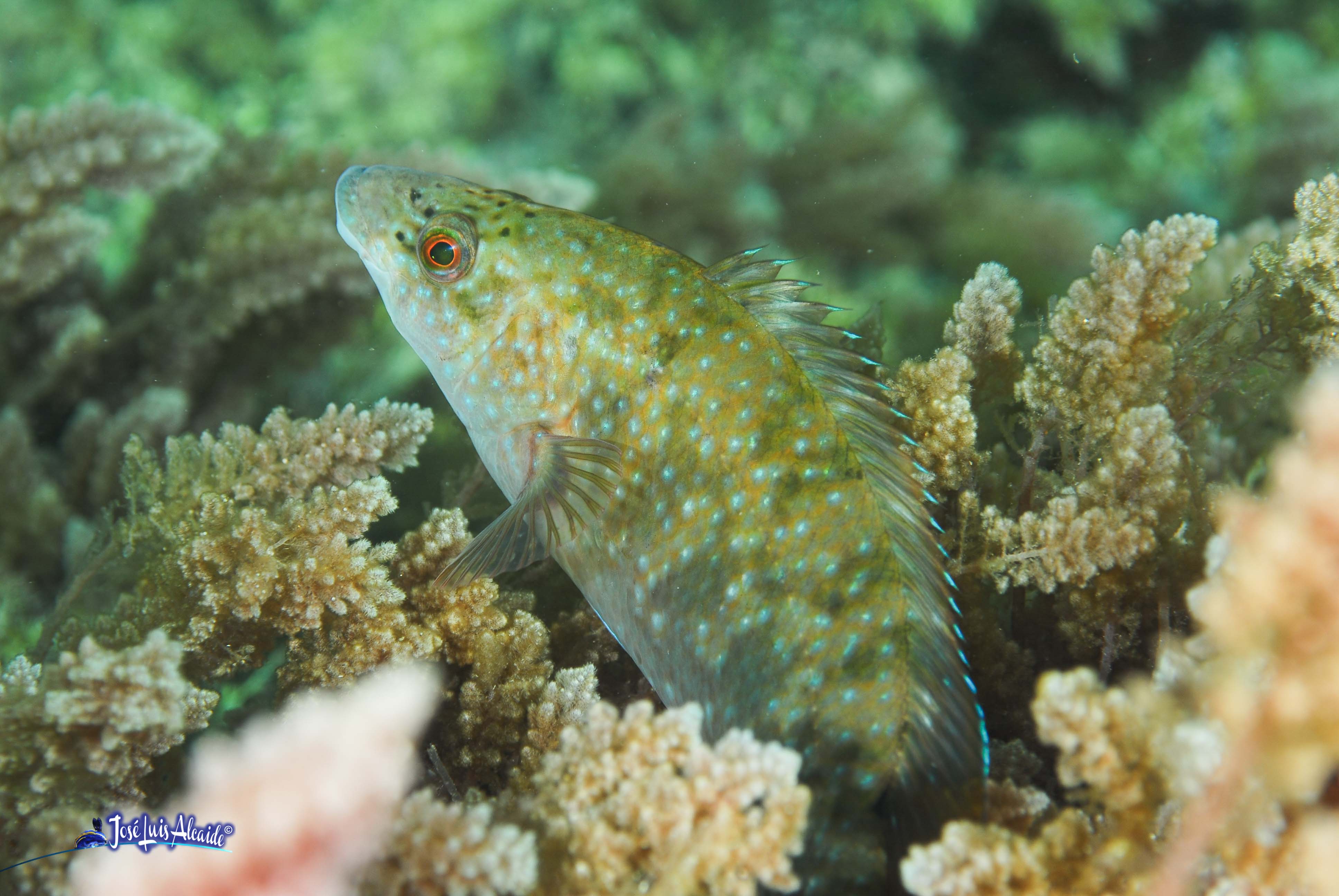 Labrus merula merlo