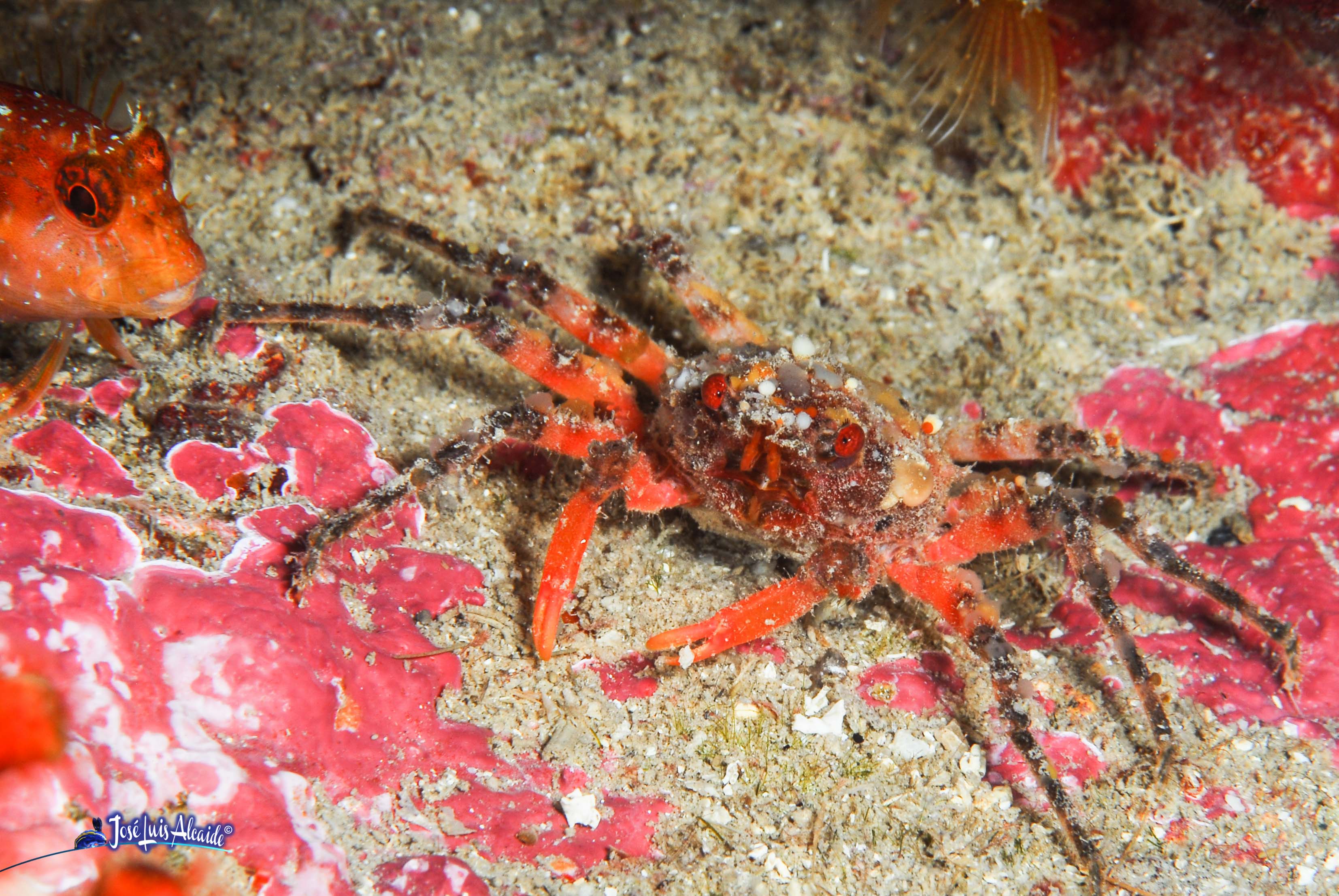Laleonectes vocans cangrejo costeo insular