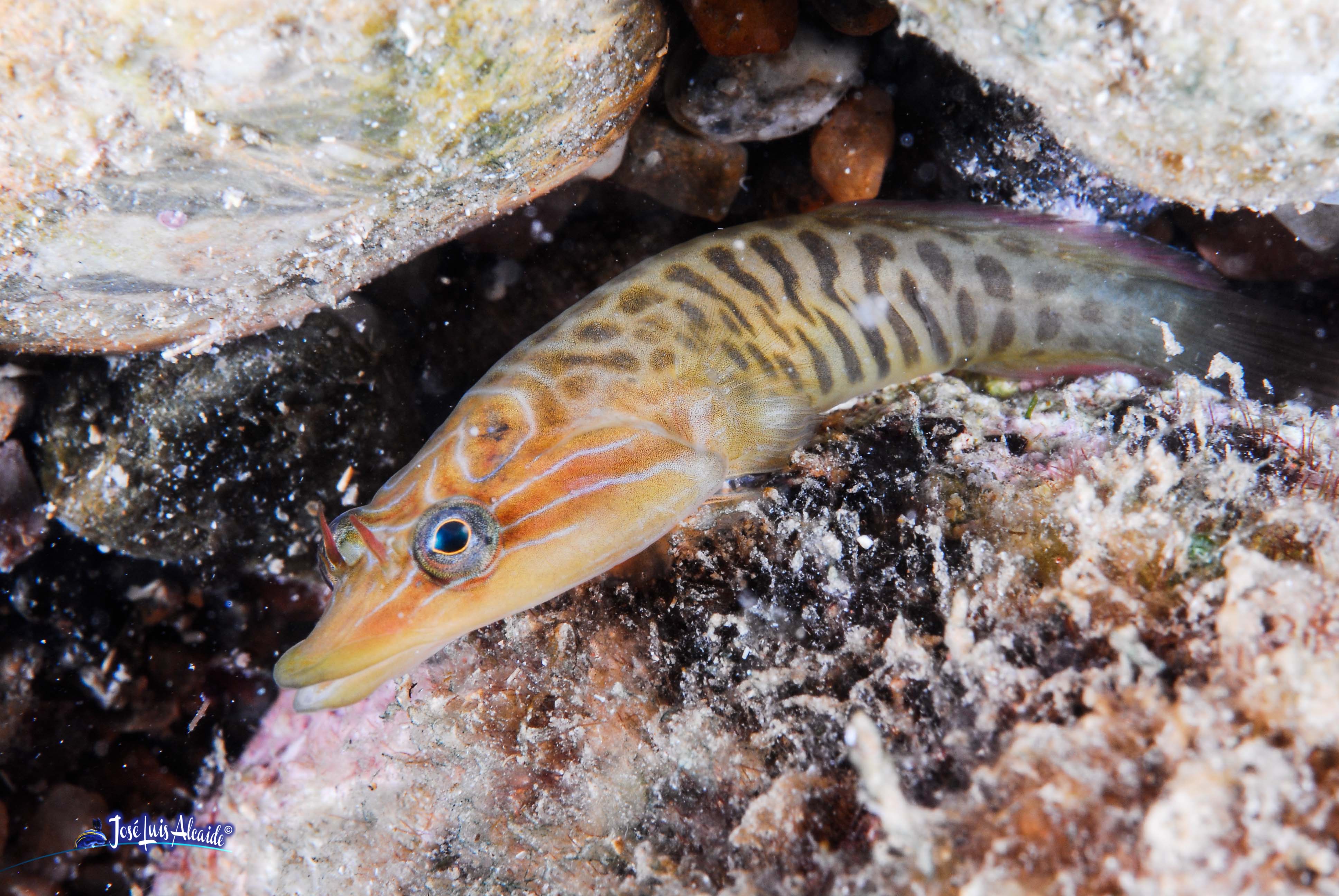 Lepadogaster lepadogaster chafarrocas de ojos