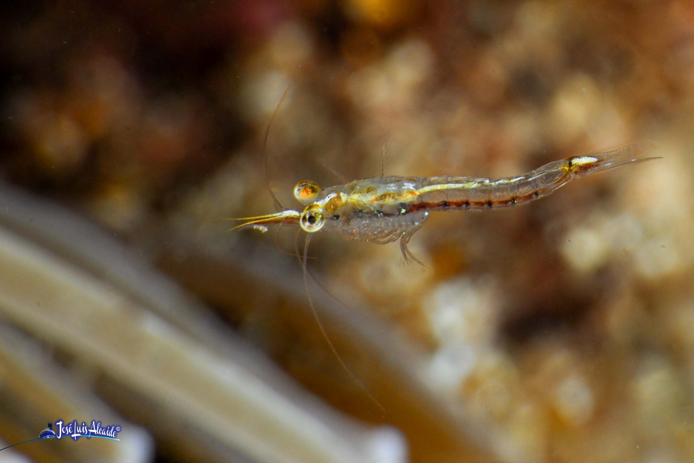 Leptomysis lingvura mysidaceo mysis