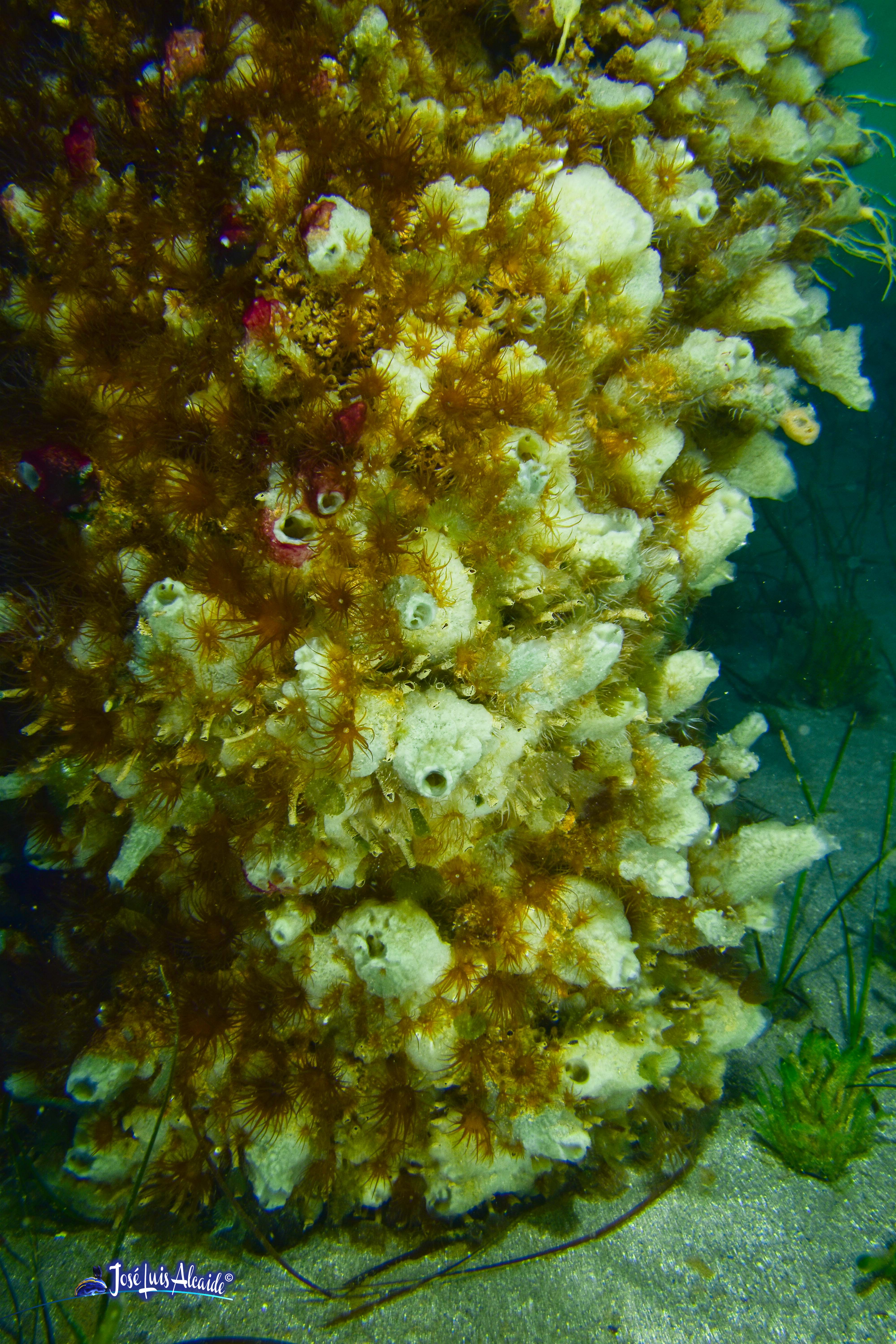 Leucosolenia variabilis