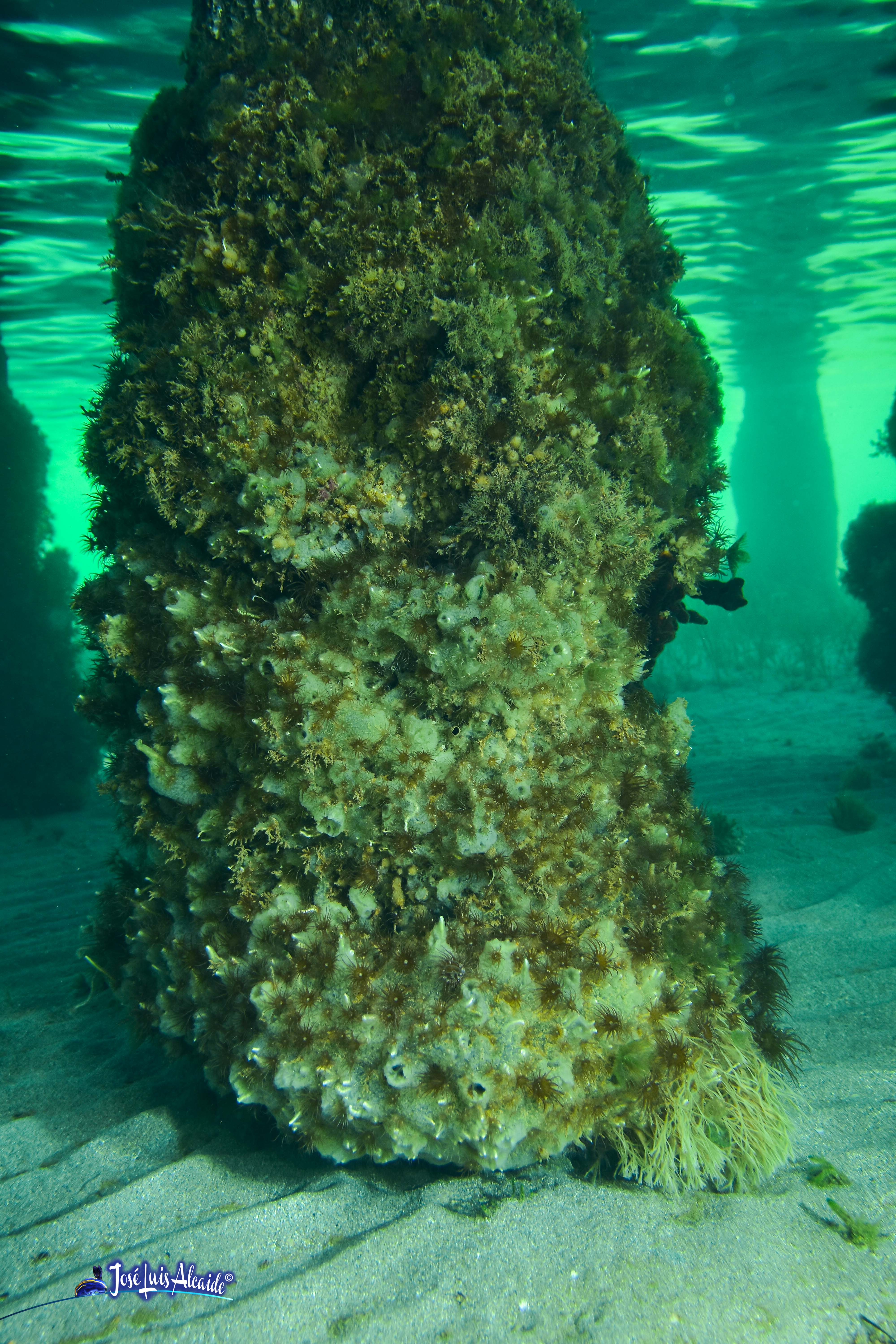 Leucosolenia variabilis