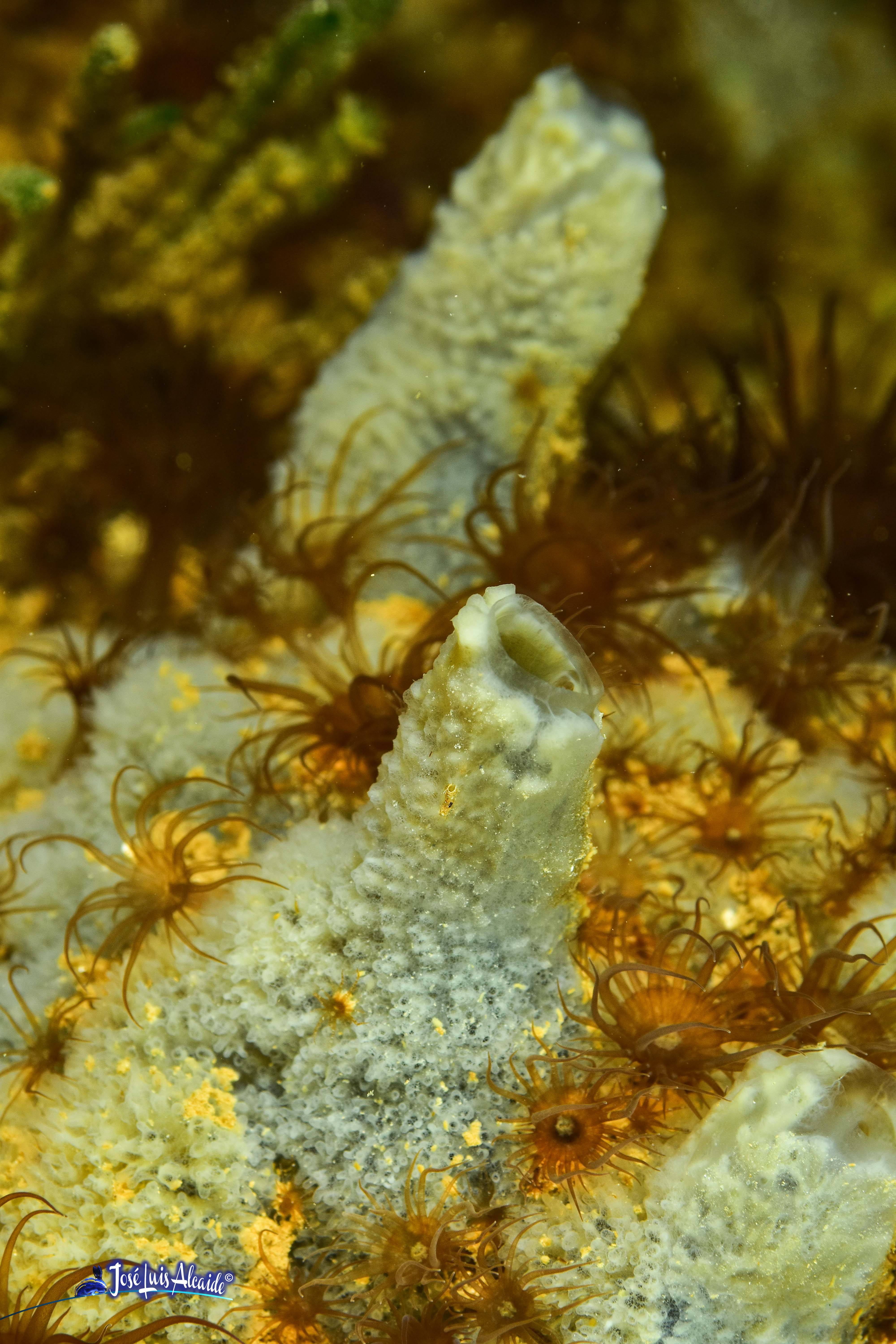 Leucosolenia variabilis