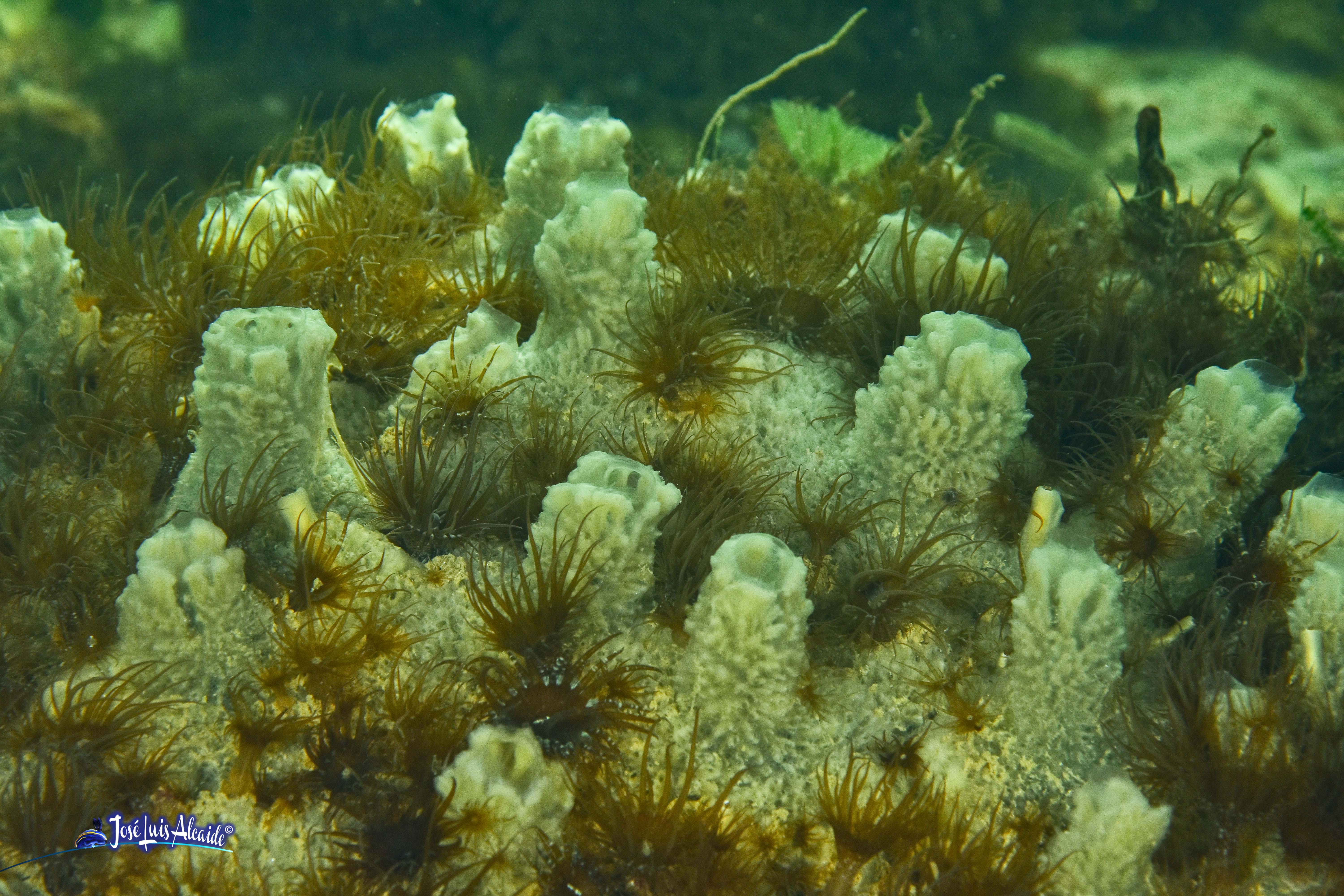 Leucosolenia variabilis