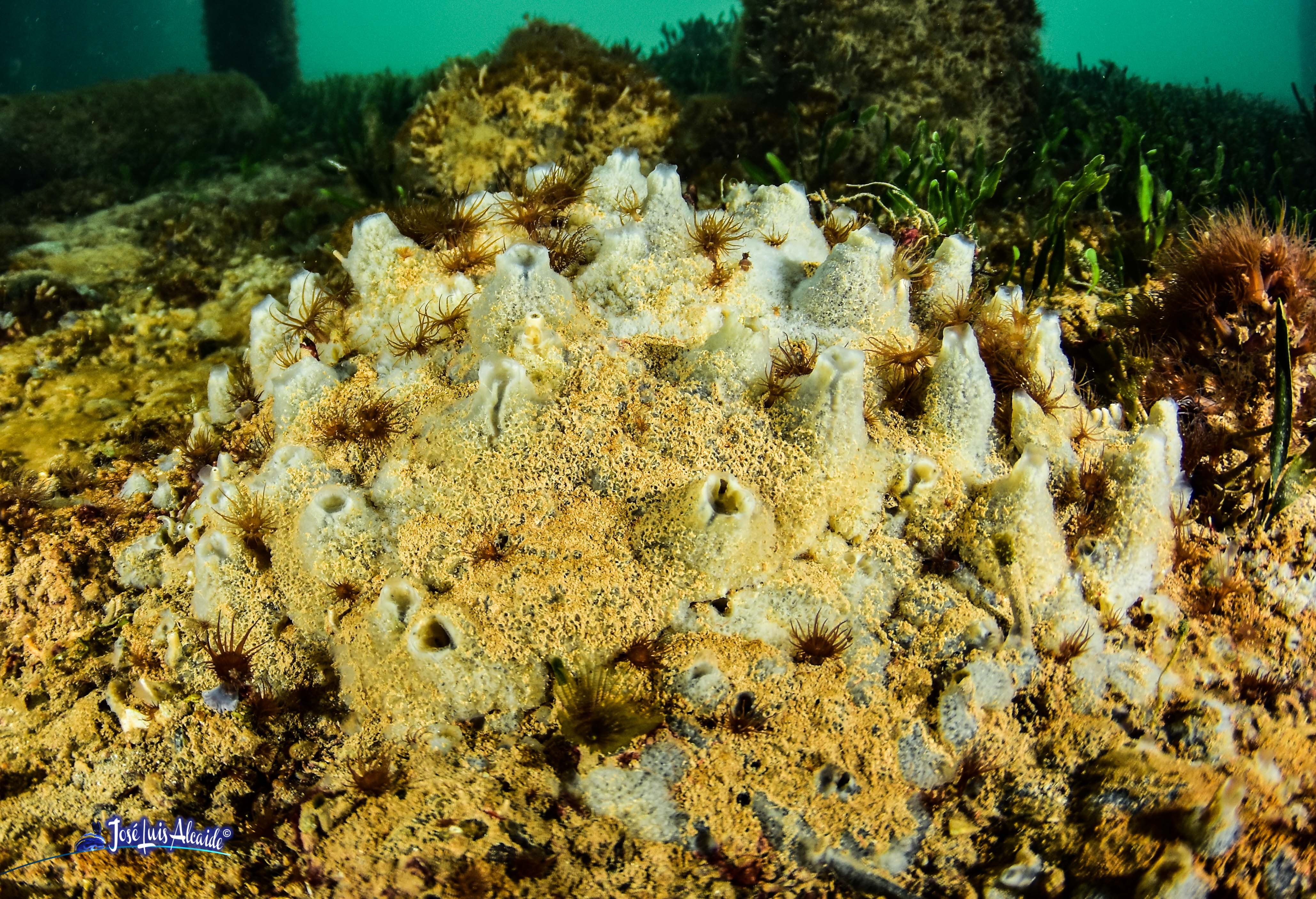 Leucosolenia variabilis