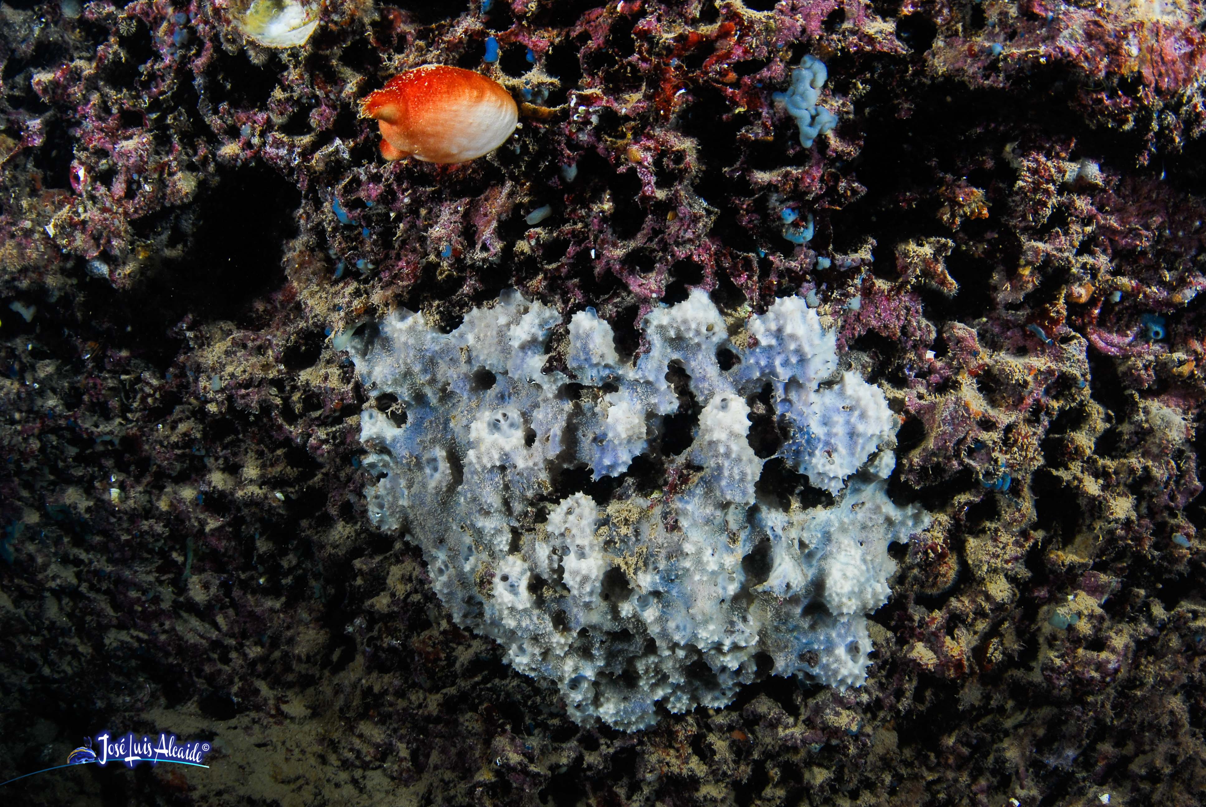 Leucosolenia variabilis