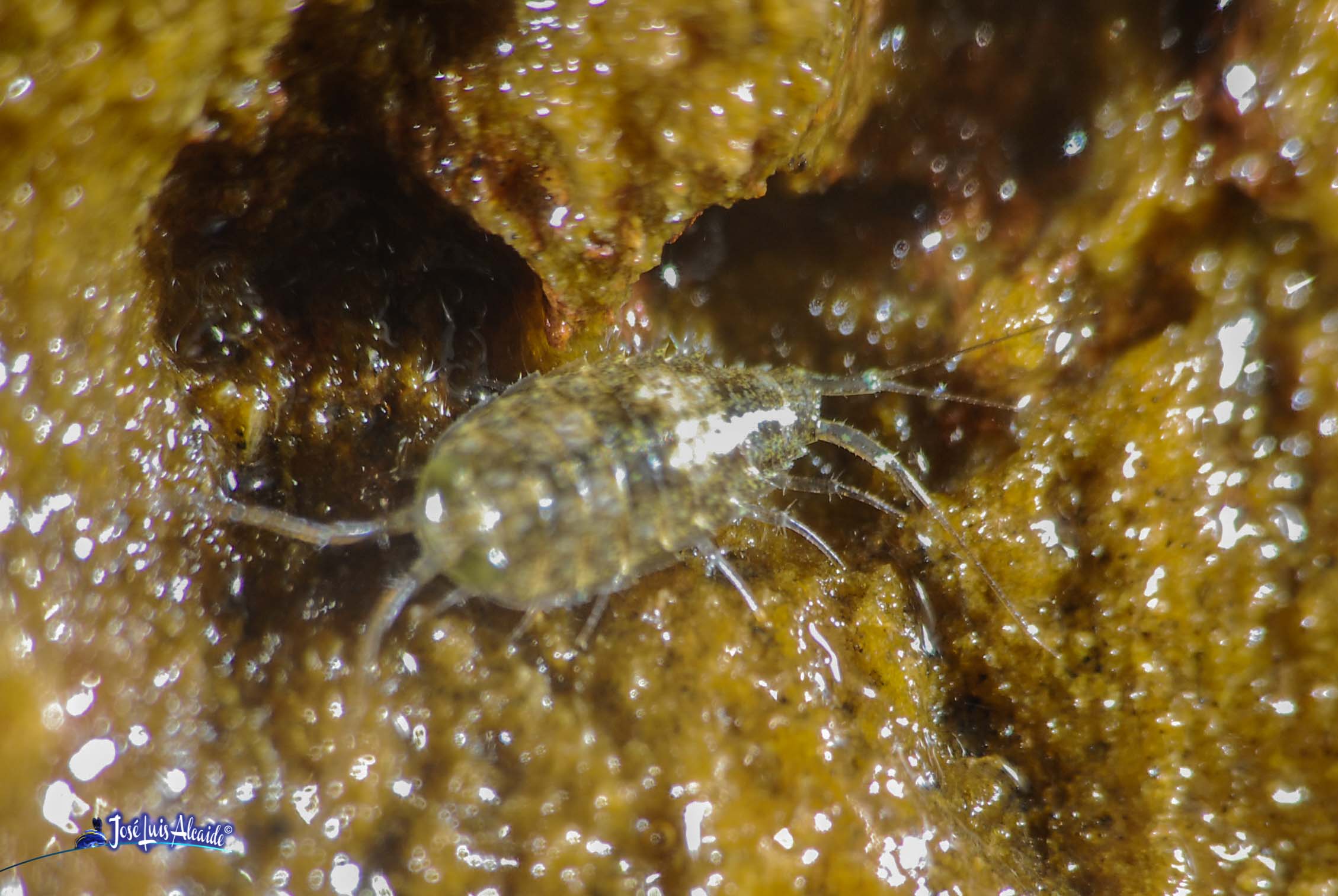 Ligia oceánica pizarrero de mar