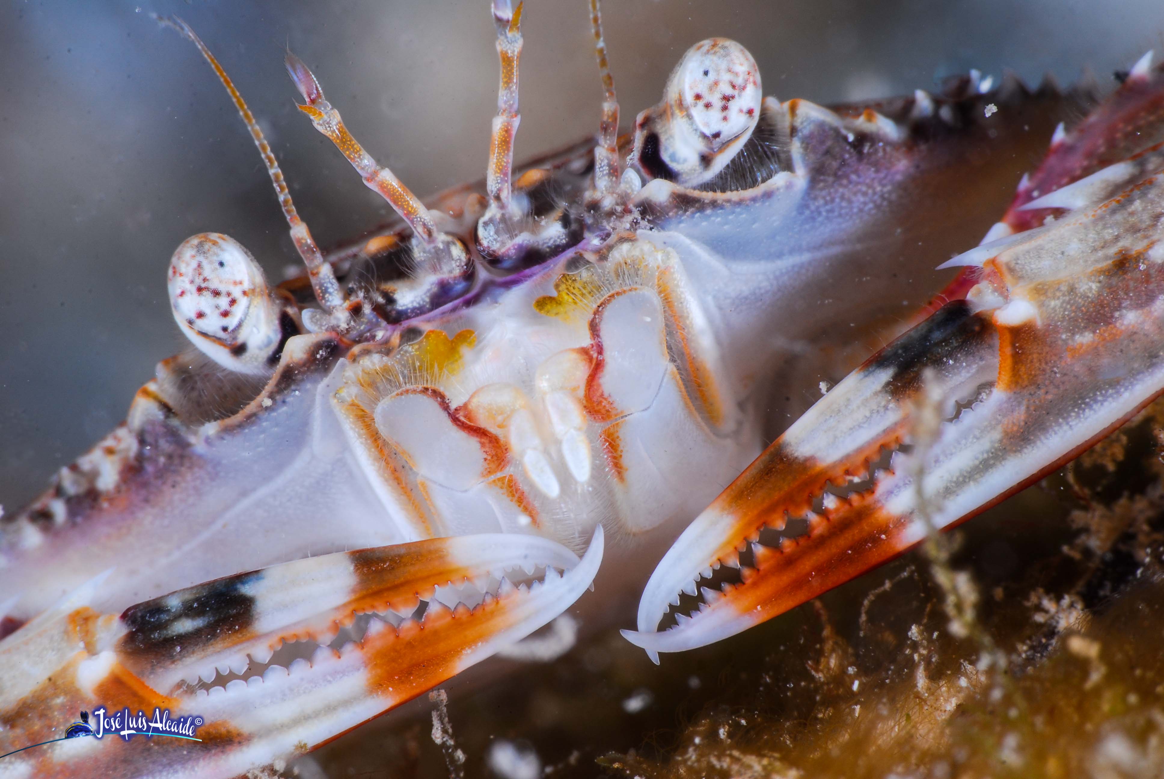 Liocarcinus vernalis cangrejo de arena