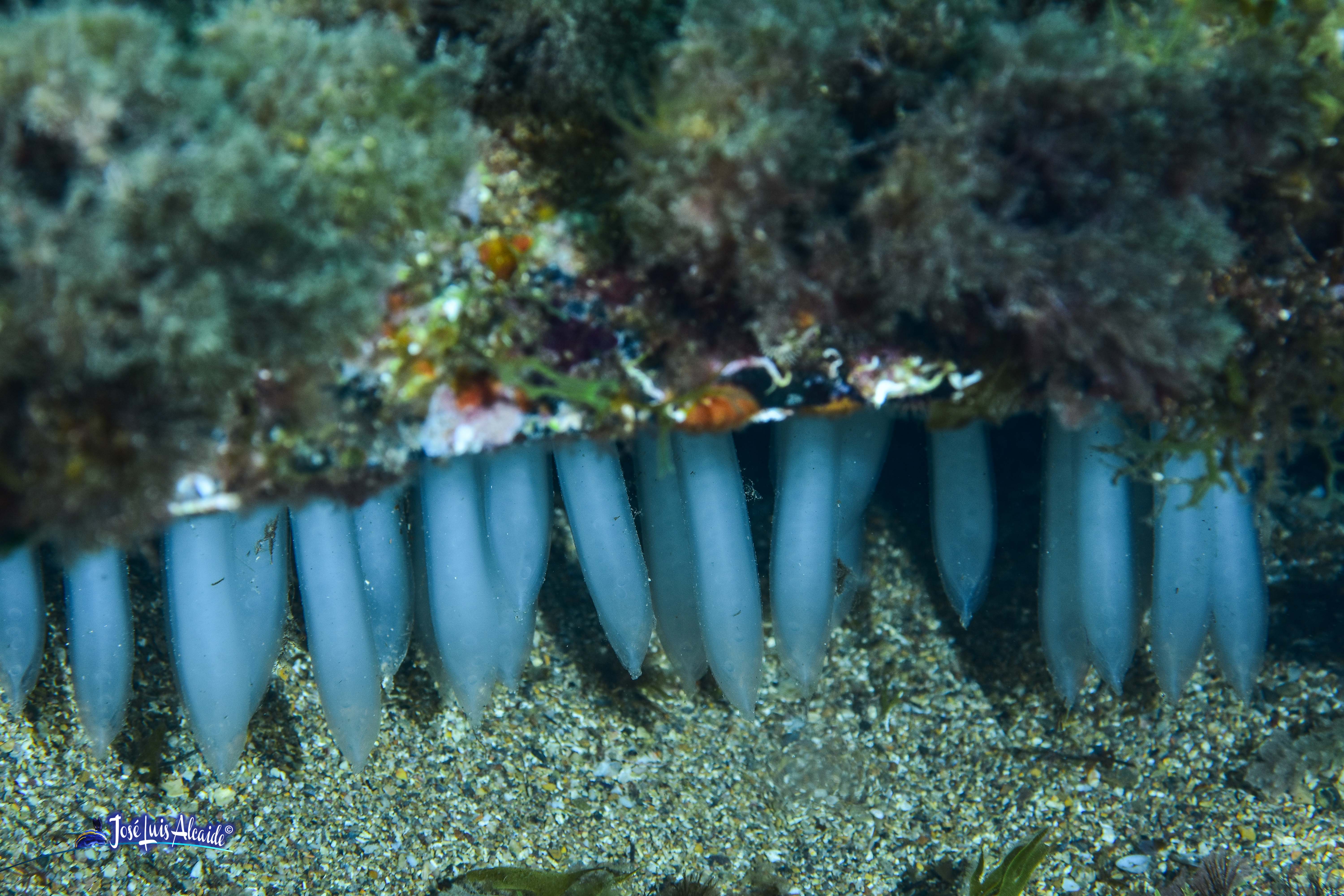 Loligo vulgaris calamar