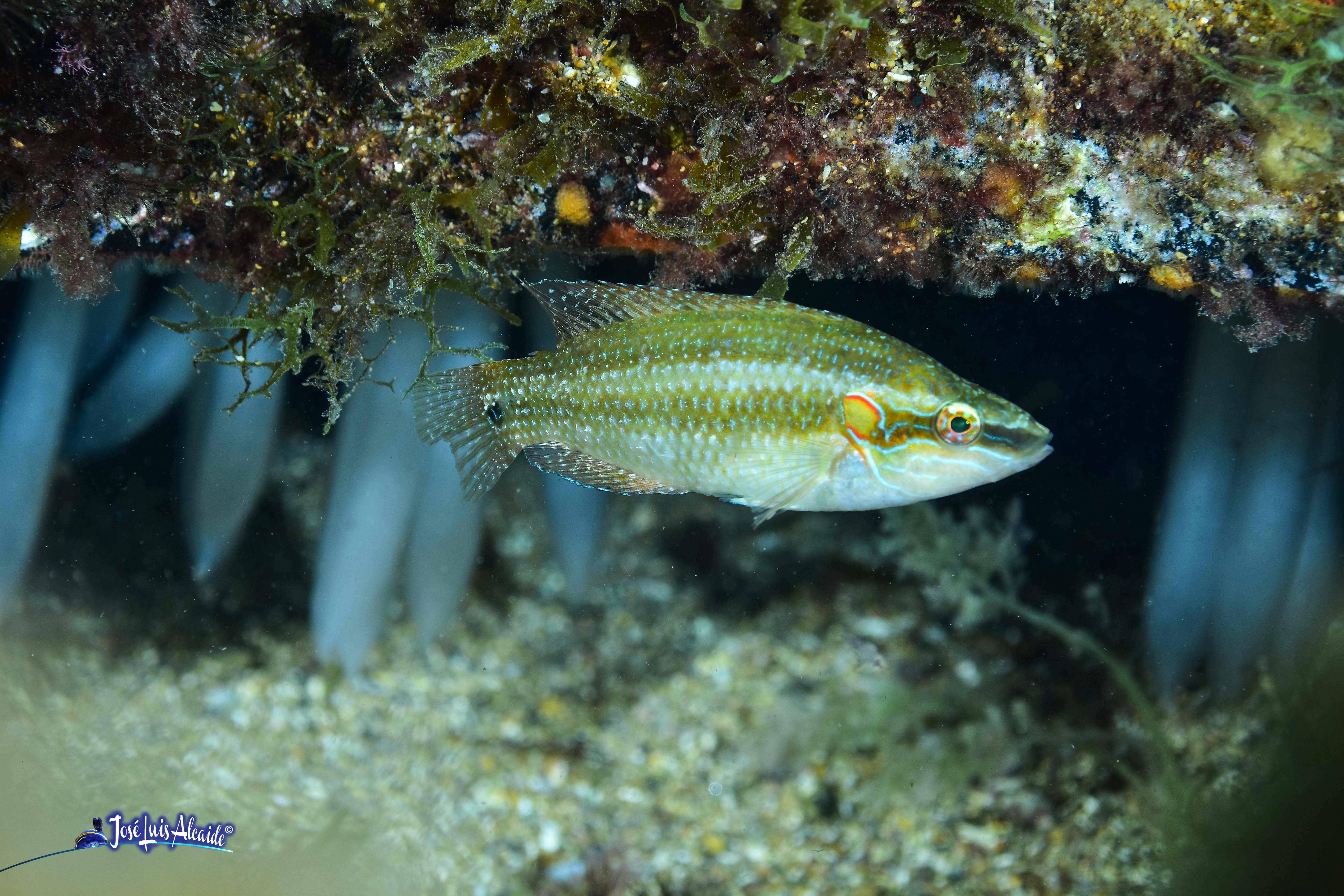 Loligo vulgaris calamar