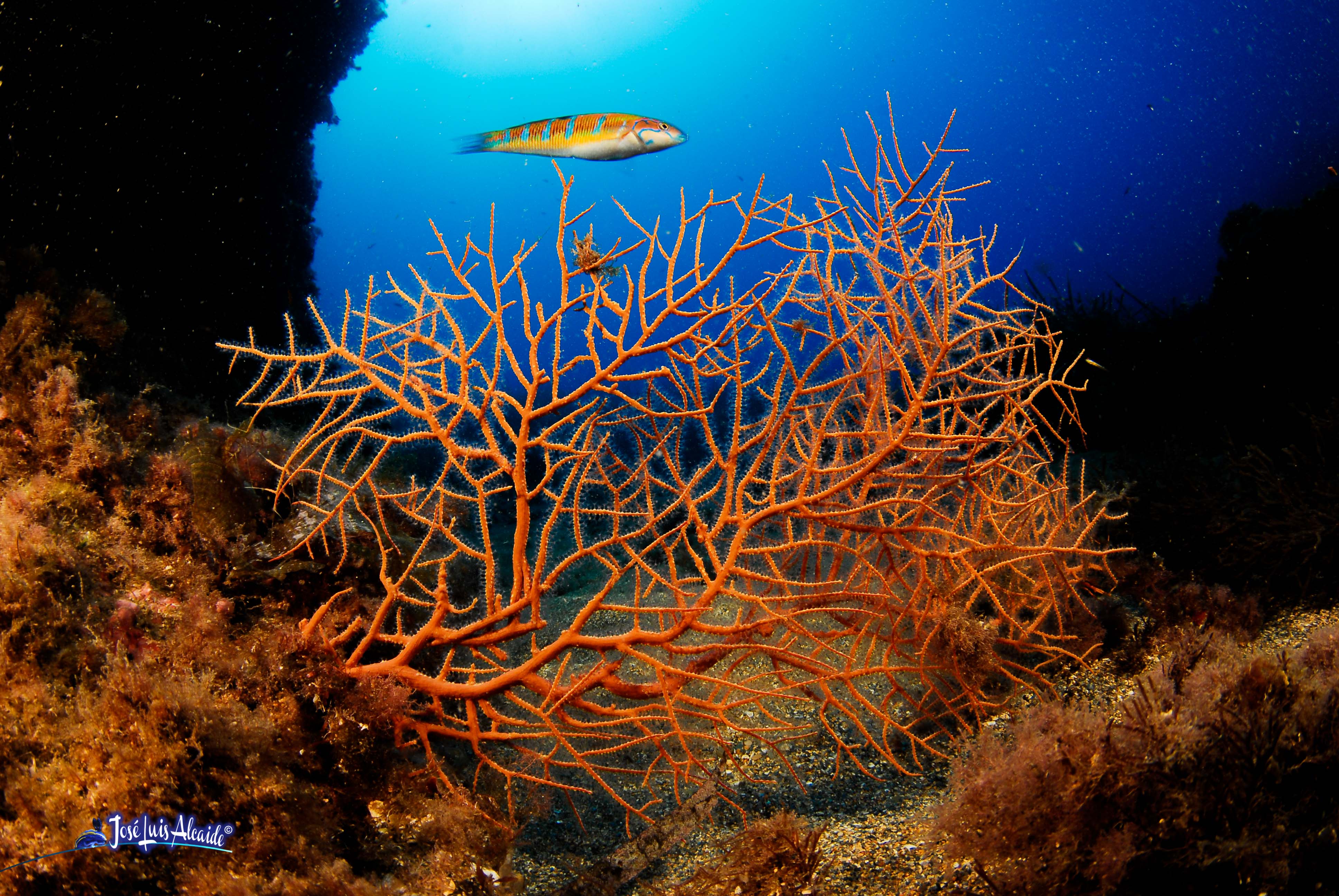 Lophogorgia sarmentosa gorgonia naranja