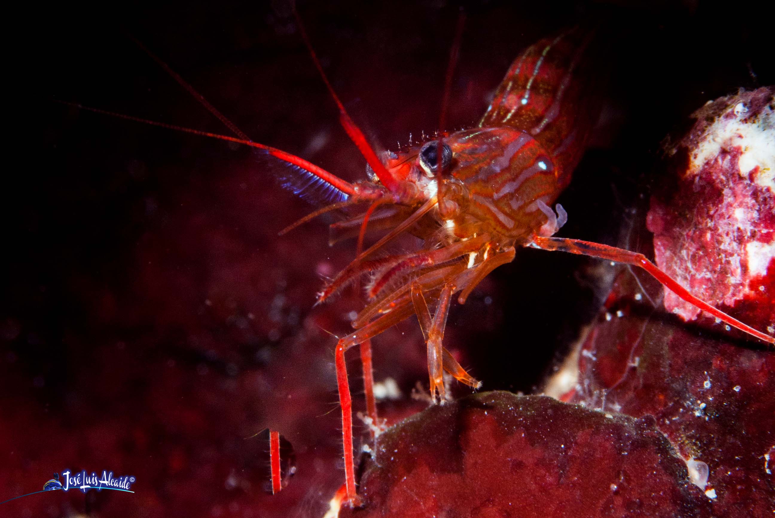 Lysmata seticaudata gamba limpiadora