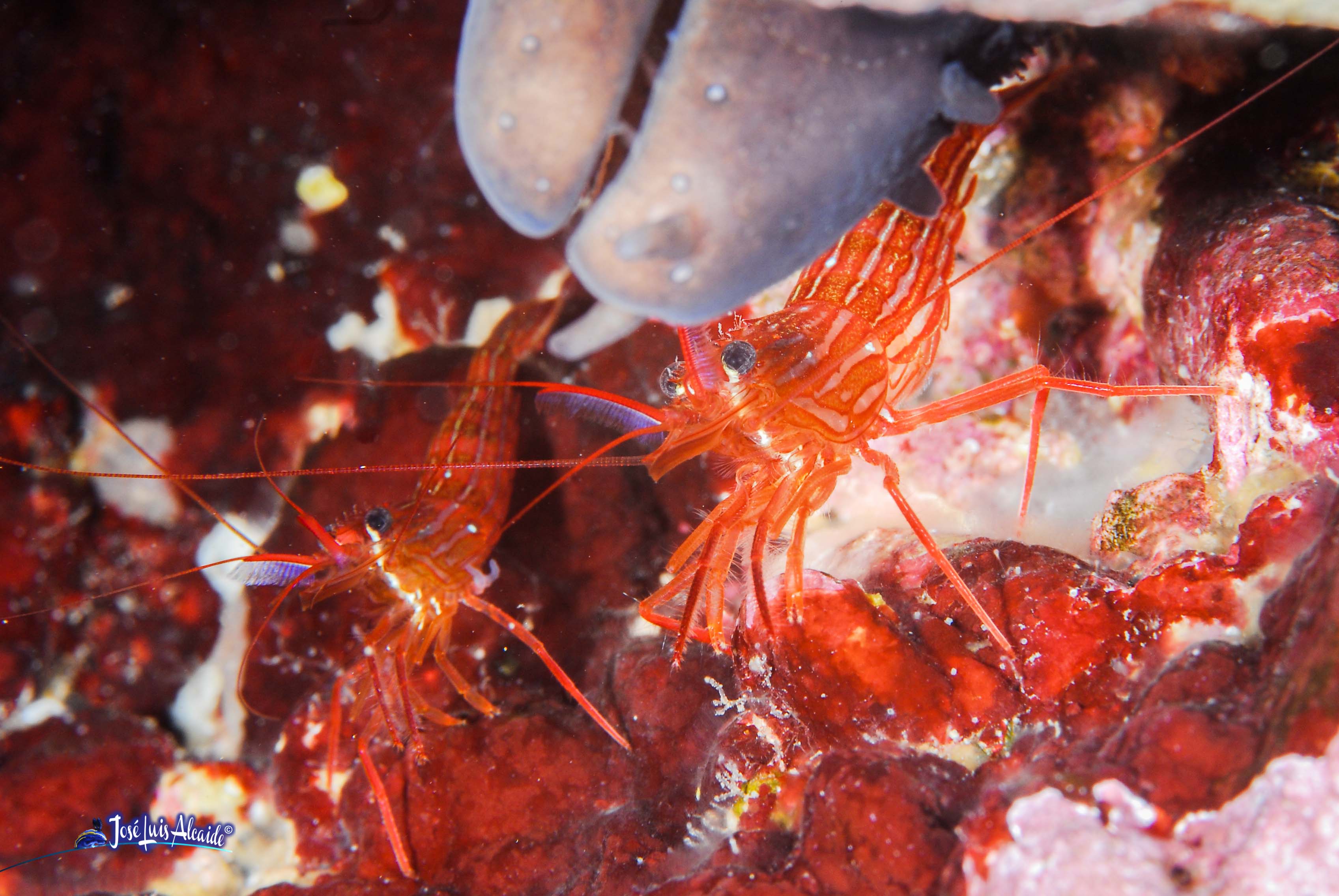 Lysmata seticaudata gamba limpiadora