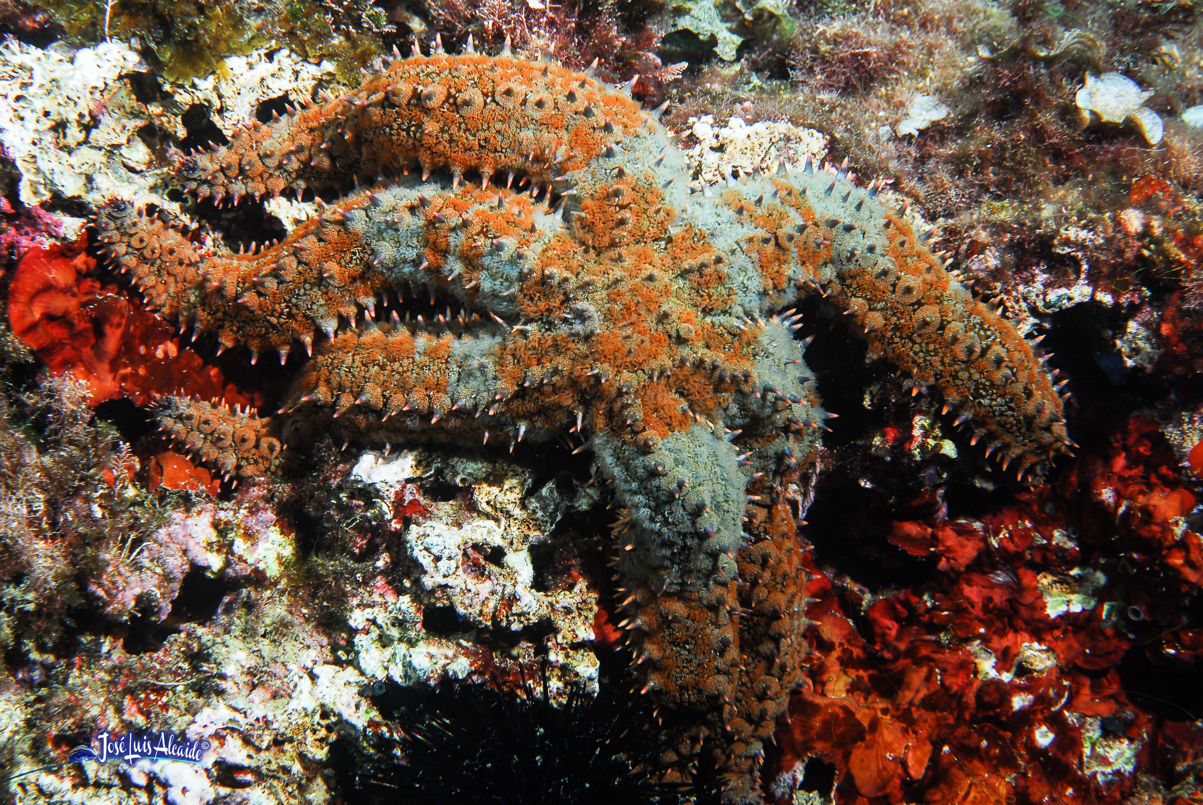Marthasterias glacialis estrella de mar espinosa
