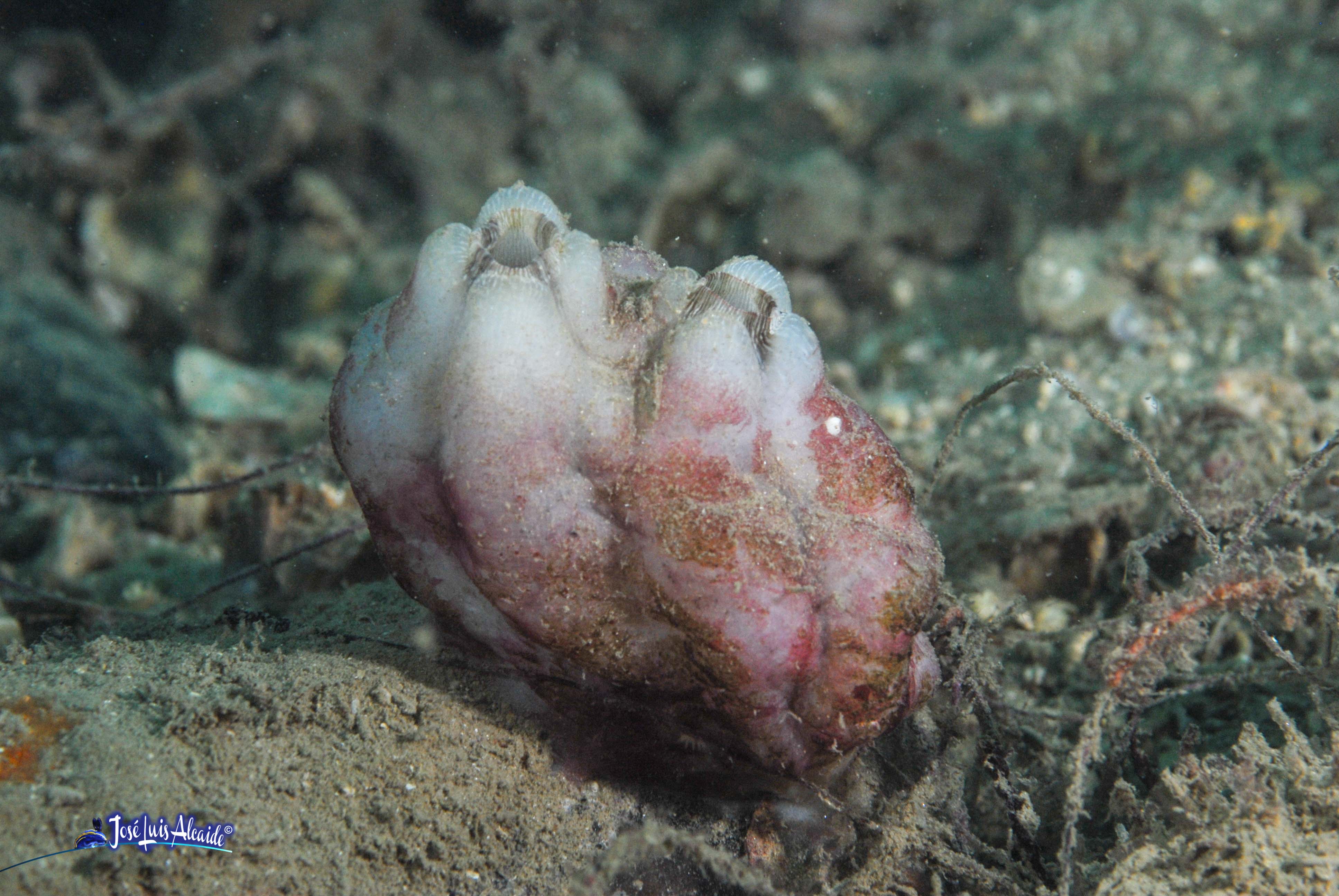 Microcosmus sabatieri higo de mar
