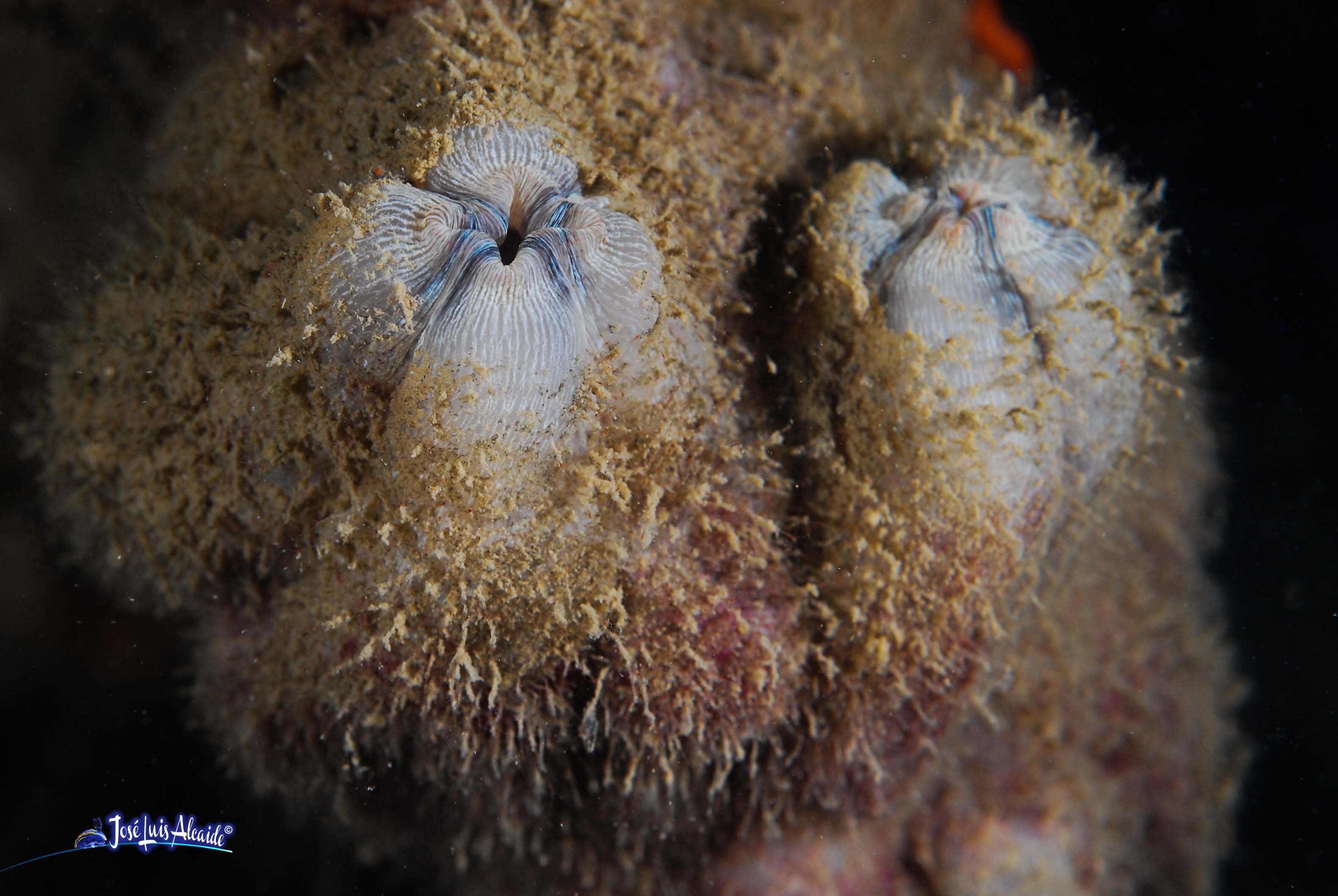 Microcosmus sabatieri higo de mar