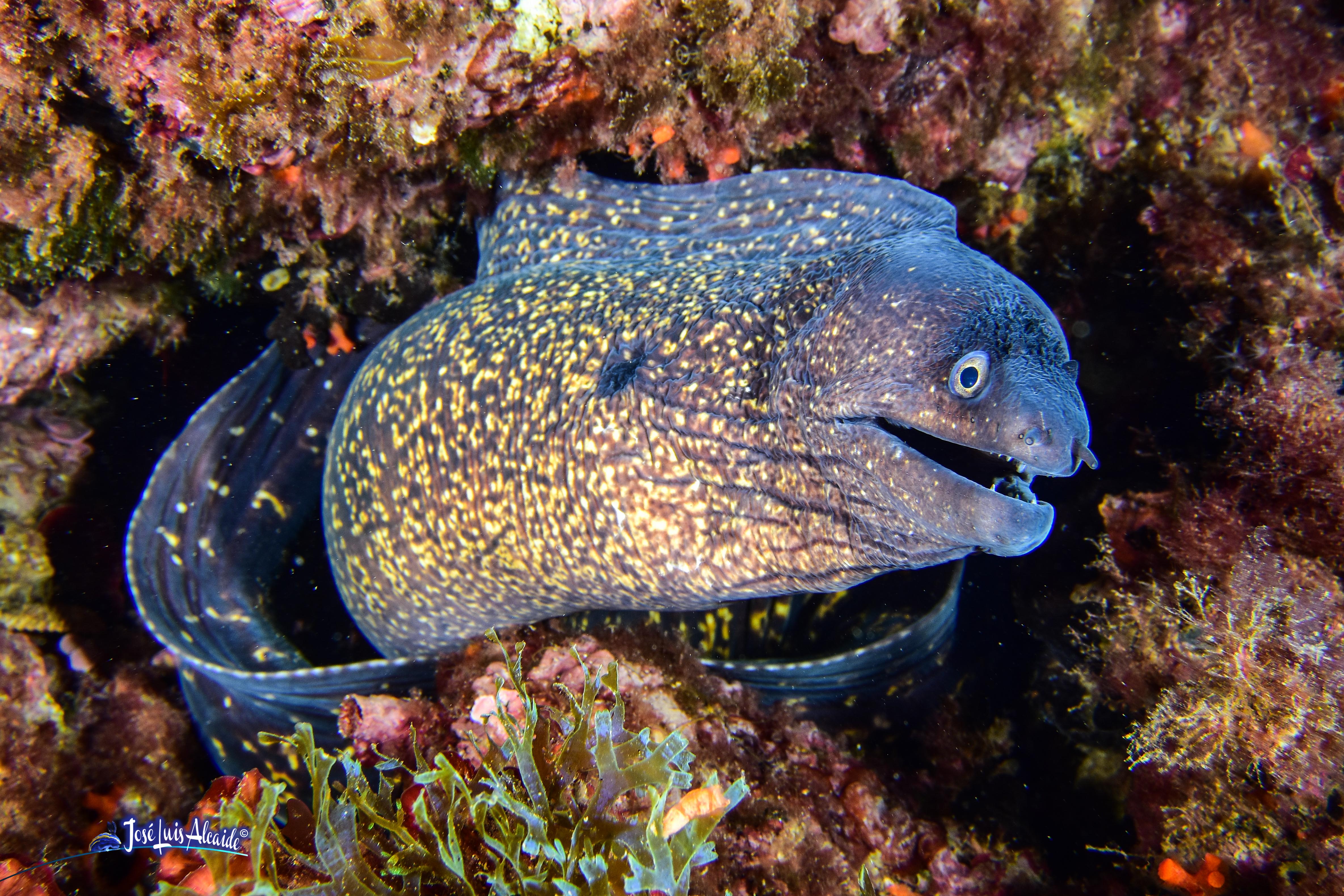 Muraena helena morena