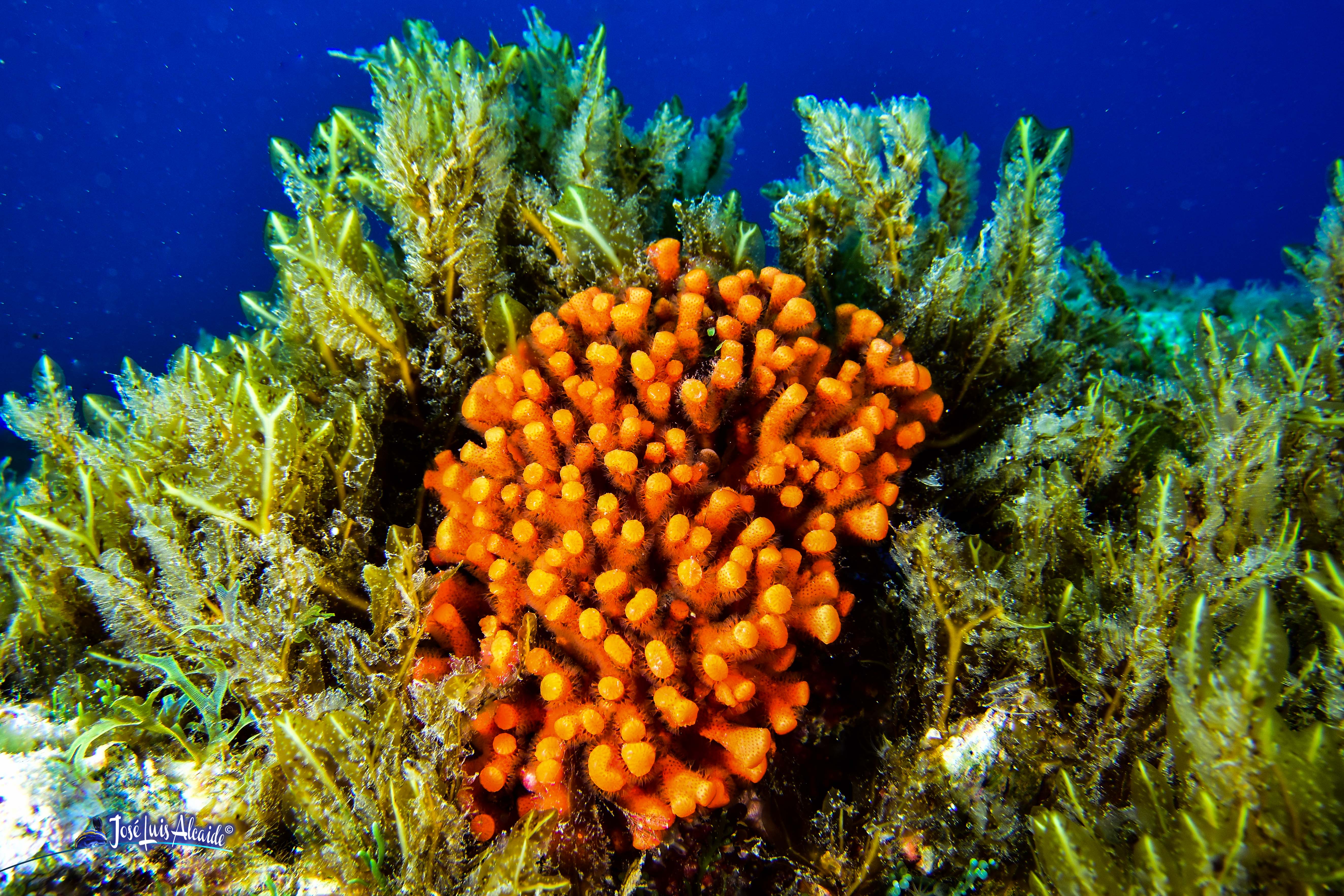 Myriapora truncata falso coral