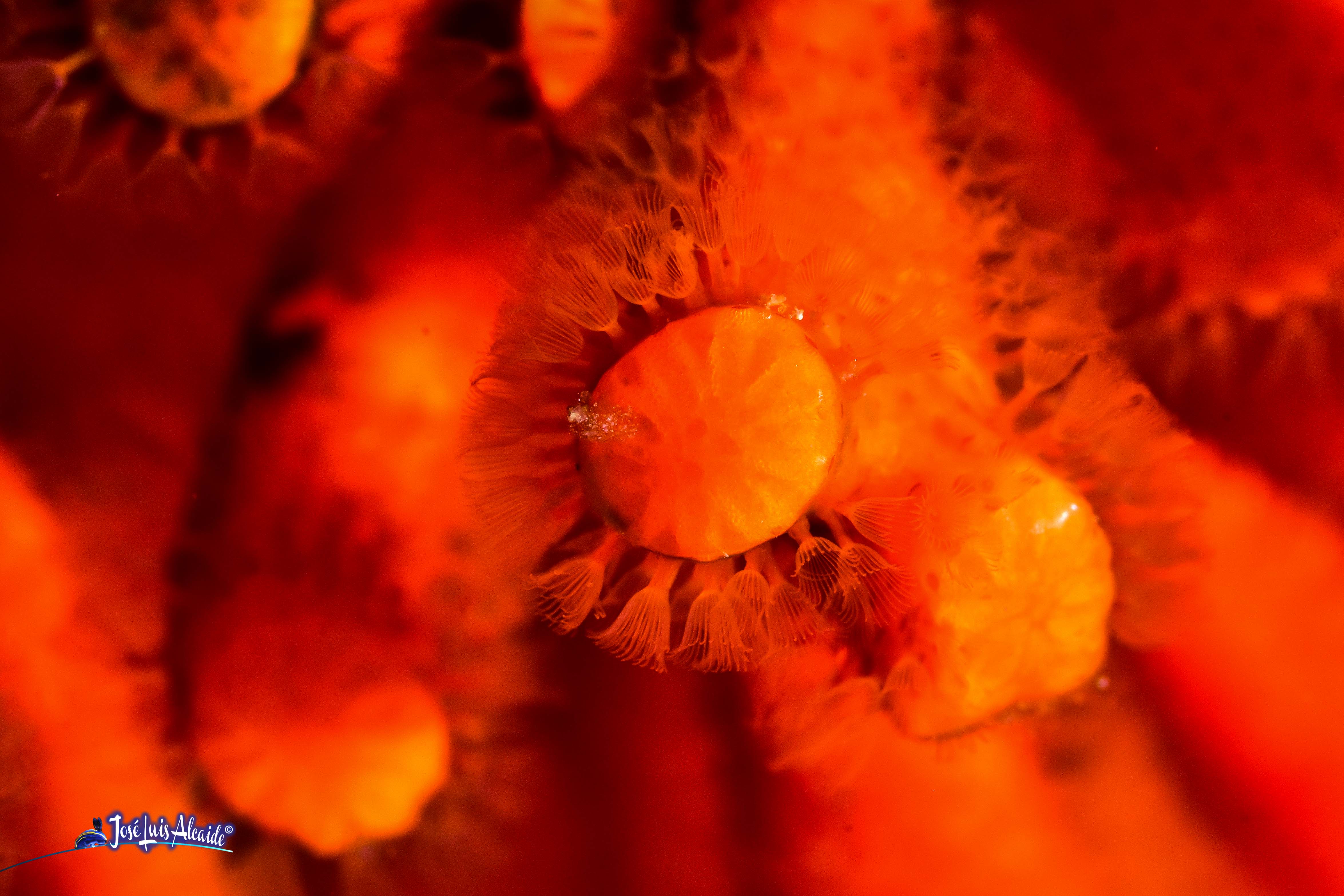 Myriapora truncata falso coral