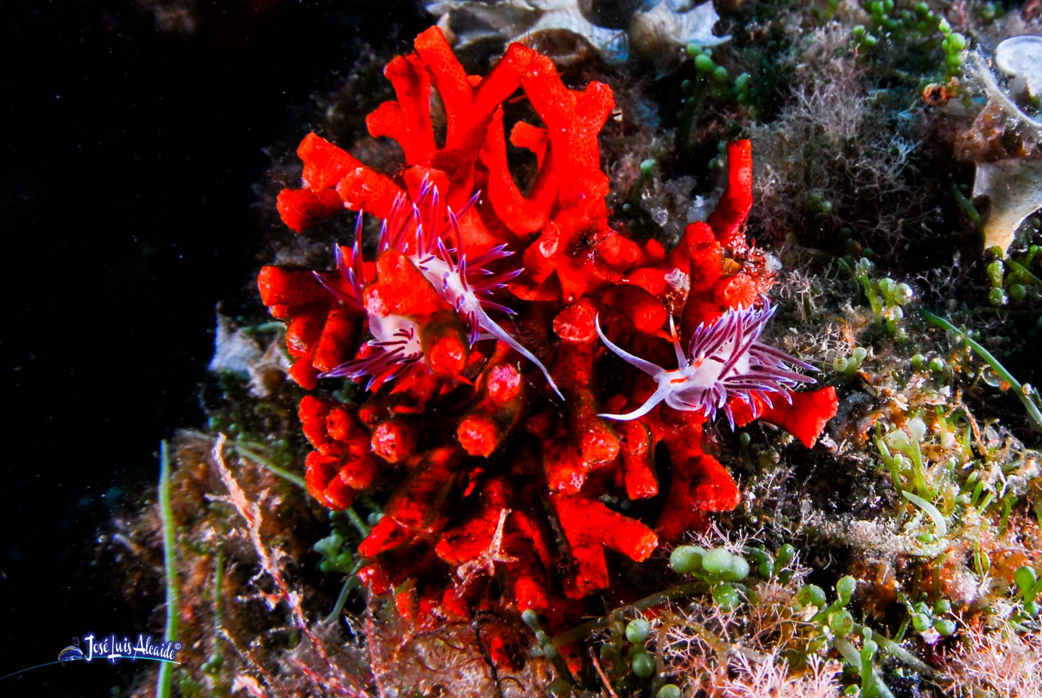 Myriapora truncata falso coral