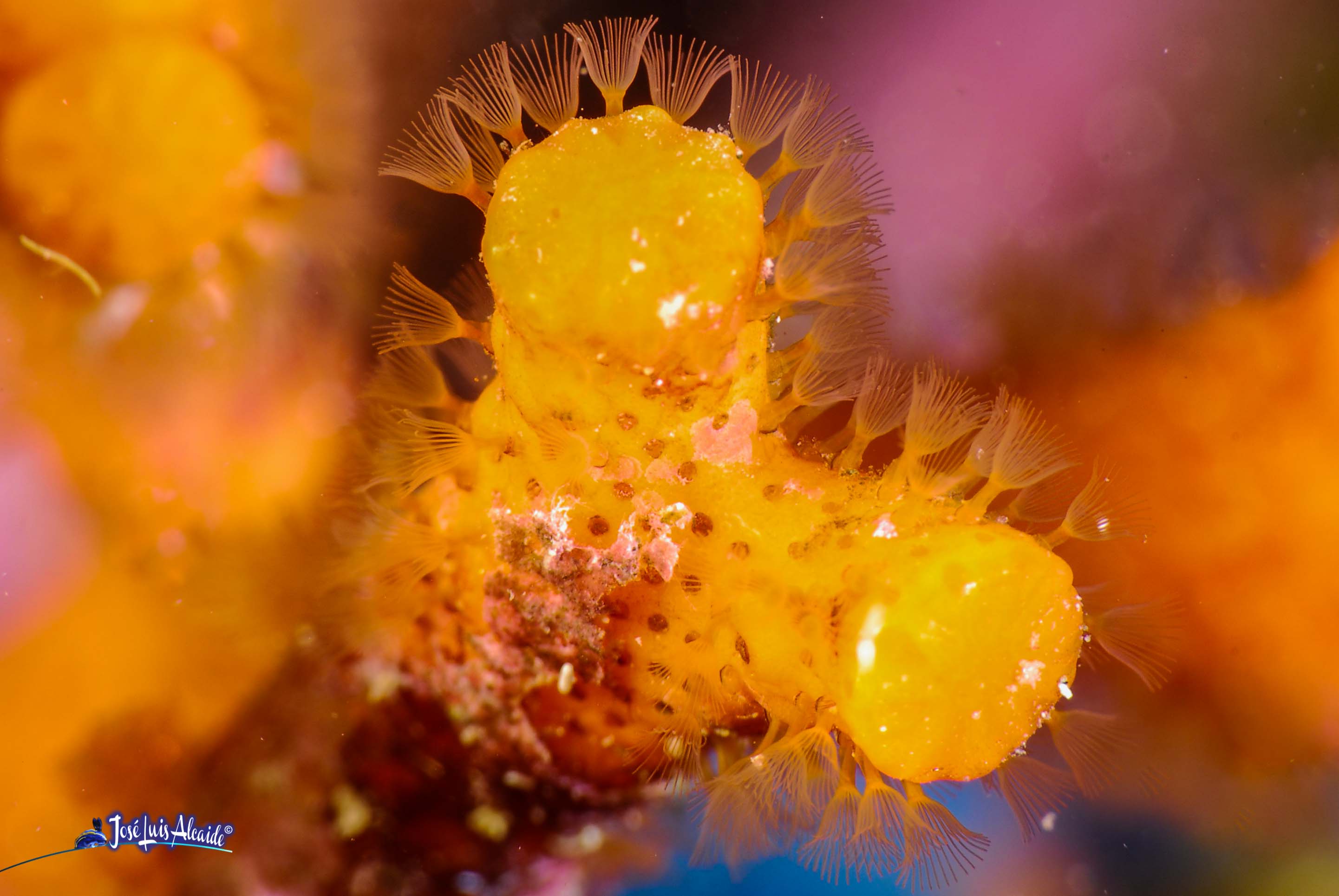 Myriapora truncata falso coral