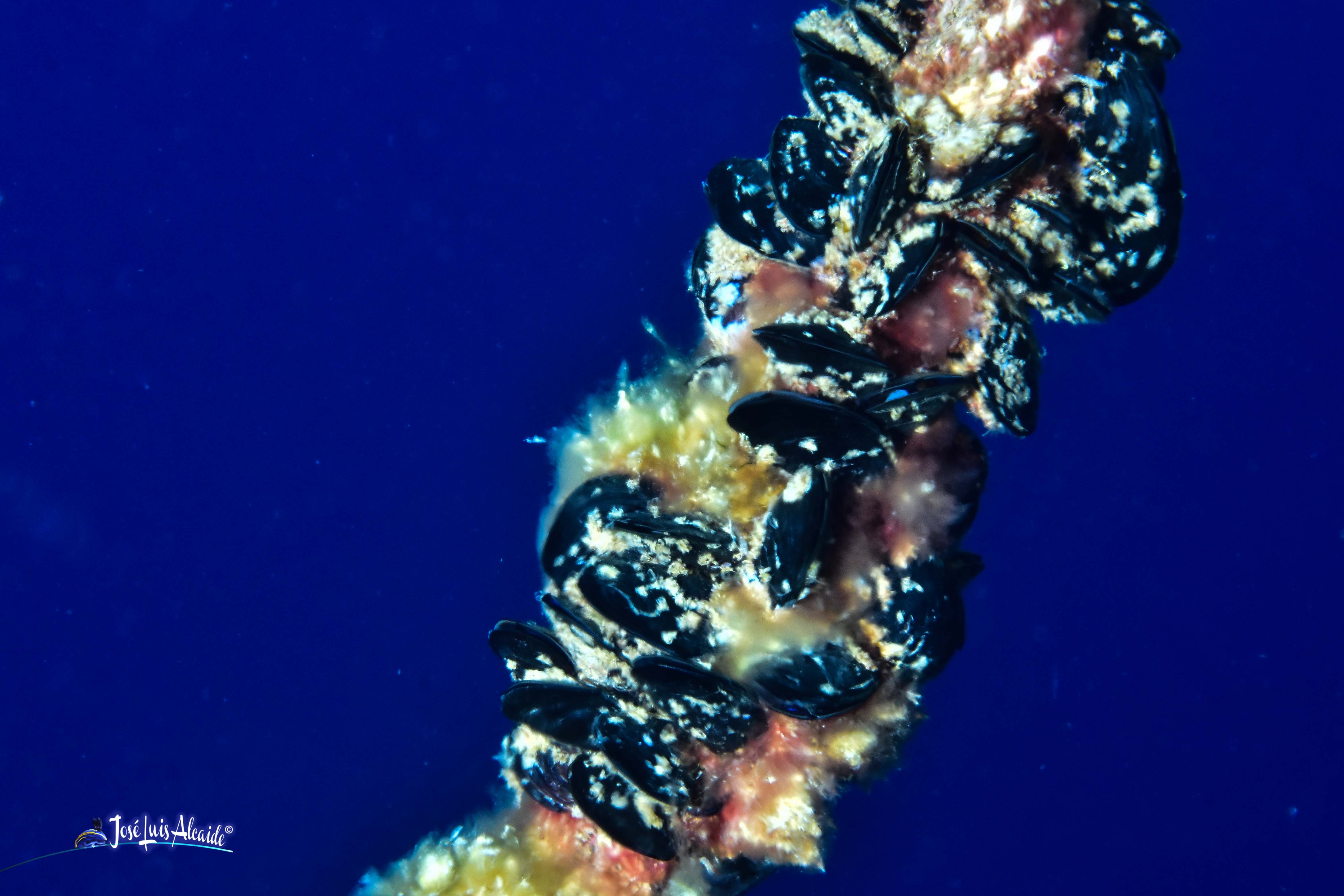 Mytilus galloprovincialis mejillón