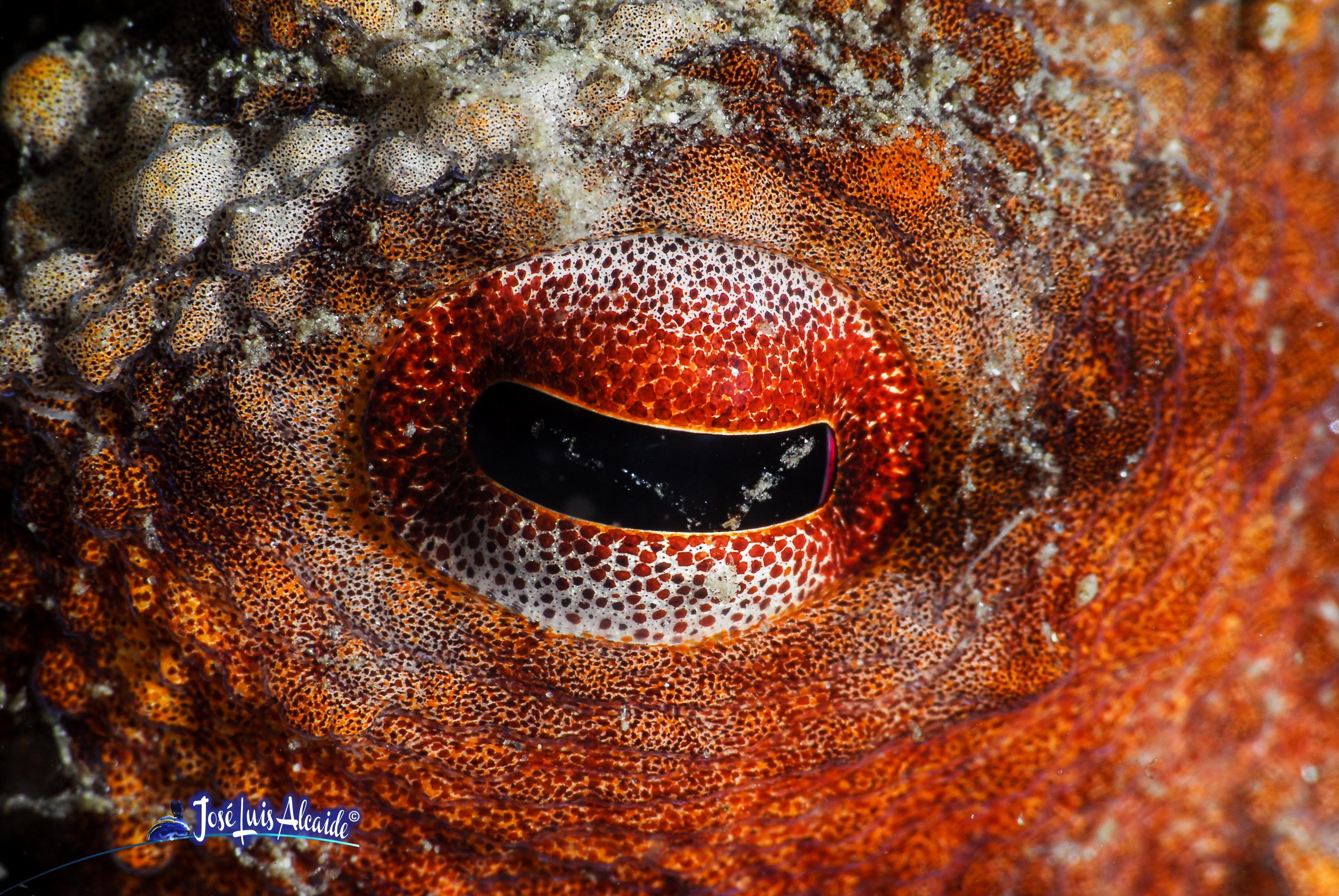 Octopus vulgaris pulpo