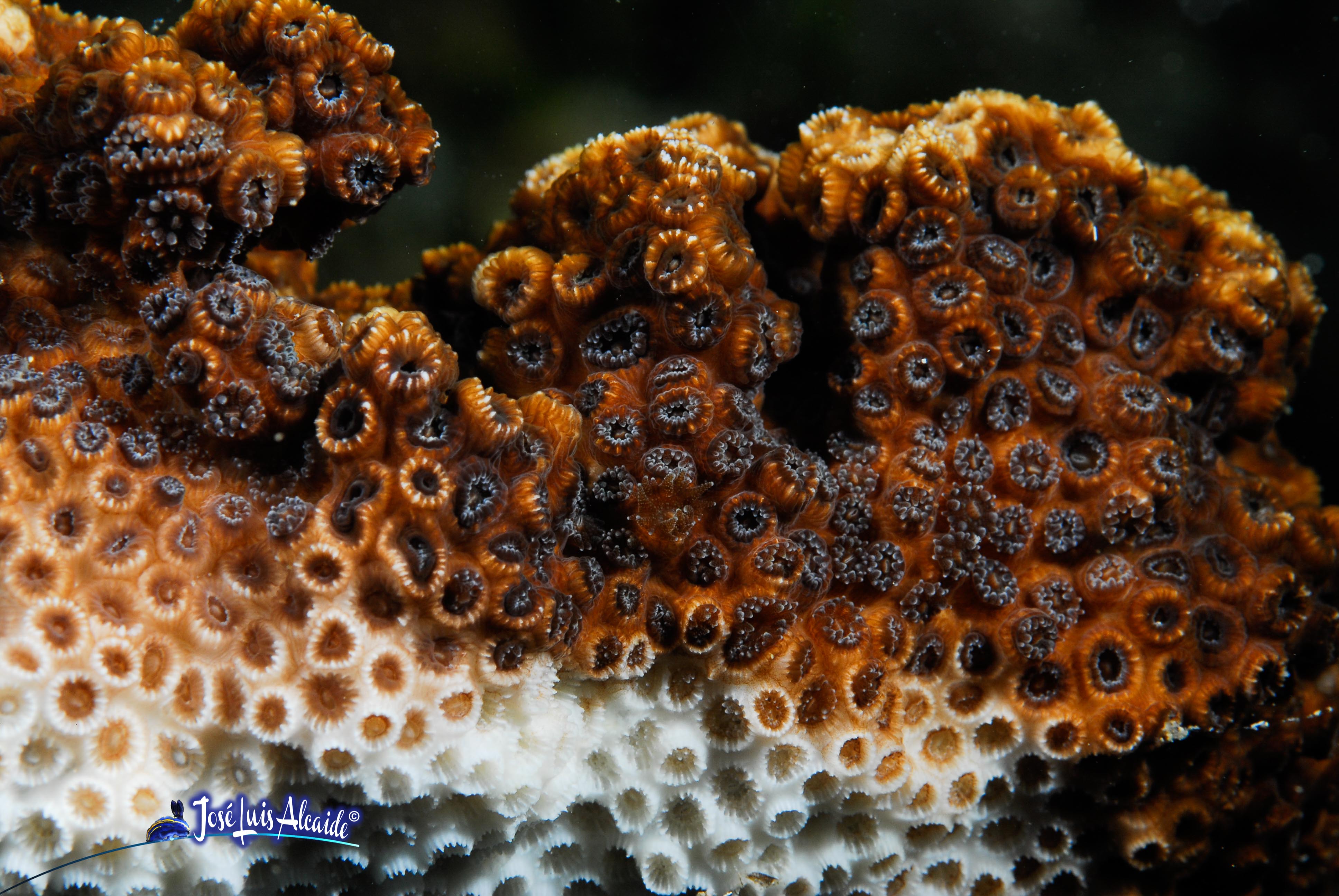 Oculina patagonica oculina