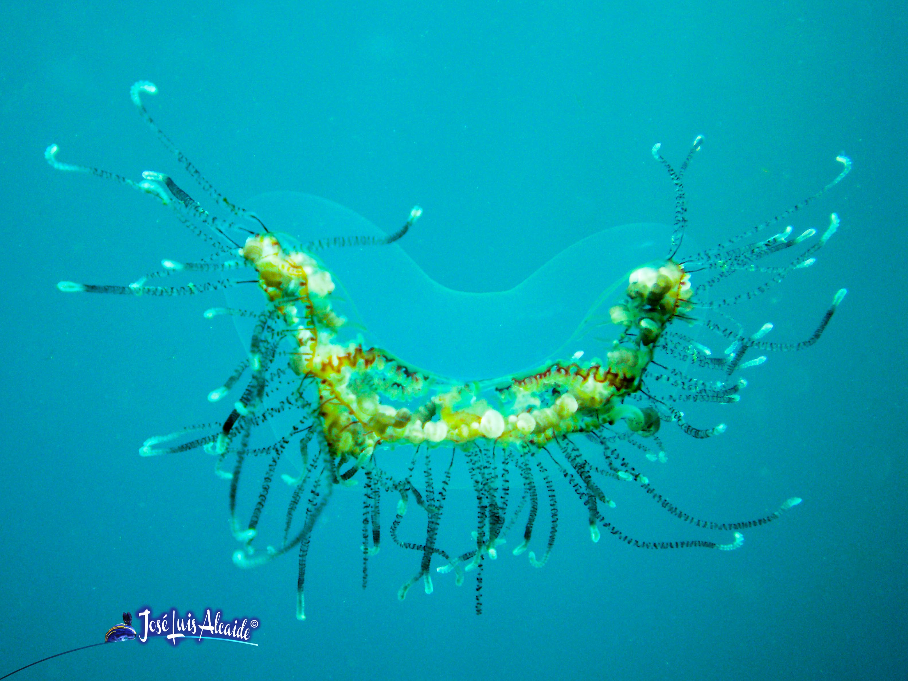 Olindias phosphorica