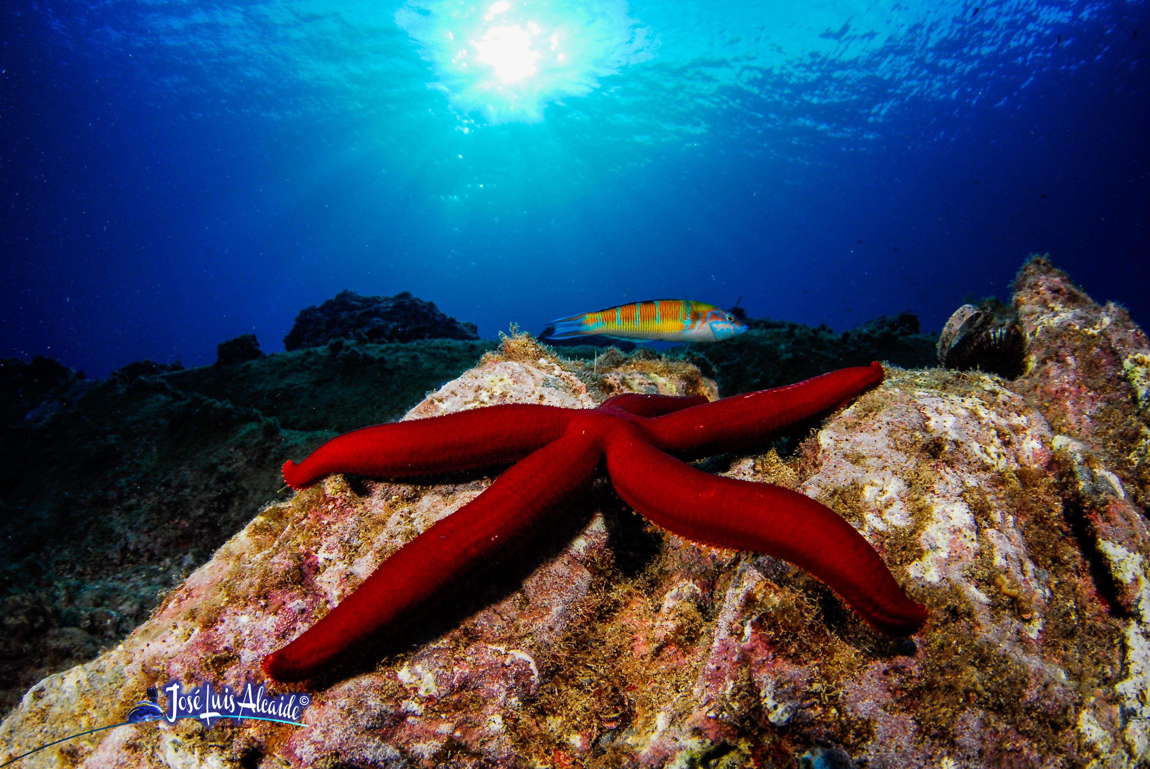 Ophidiastes ophidianus estrella de mar púrpura