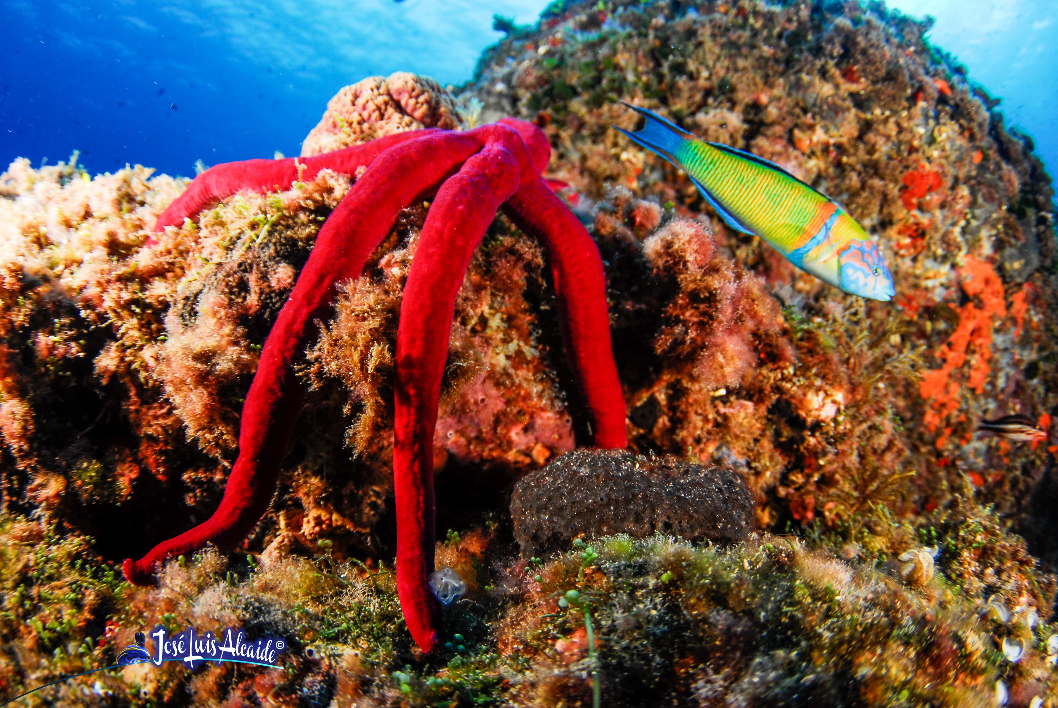 Ophidiastes ophidianus estrella de mar púrpura