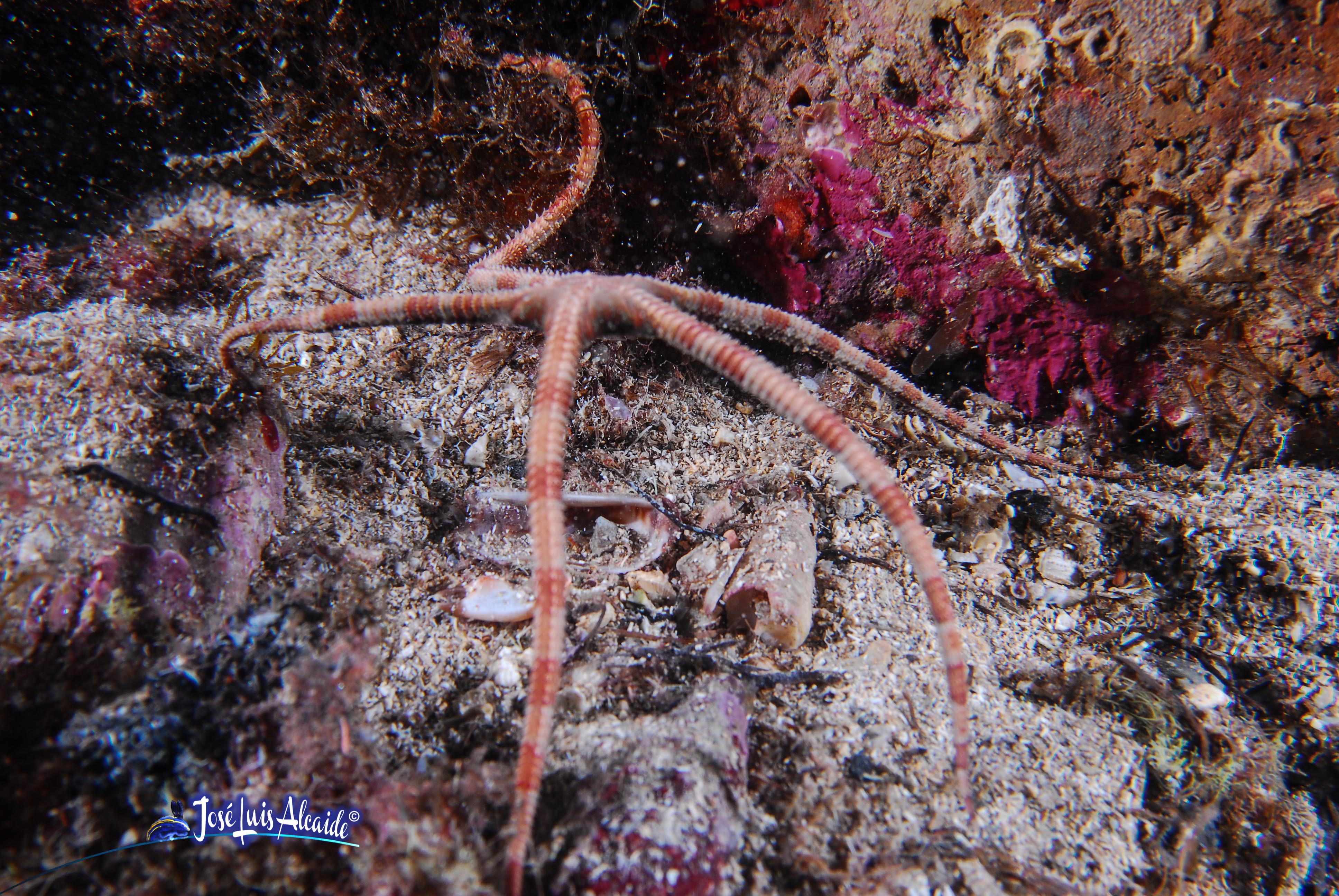 Ophiotrix fragilis ofiura común