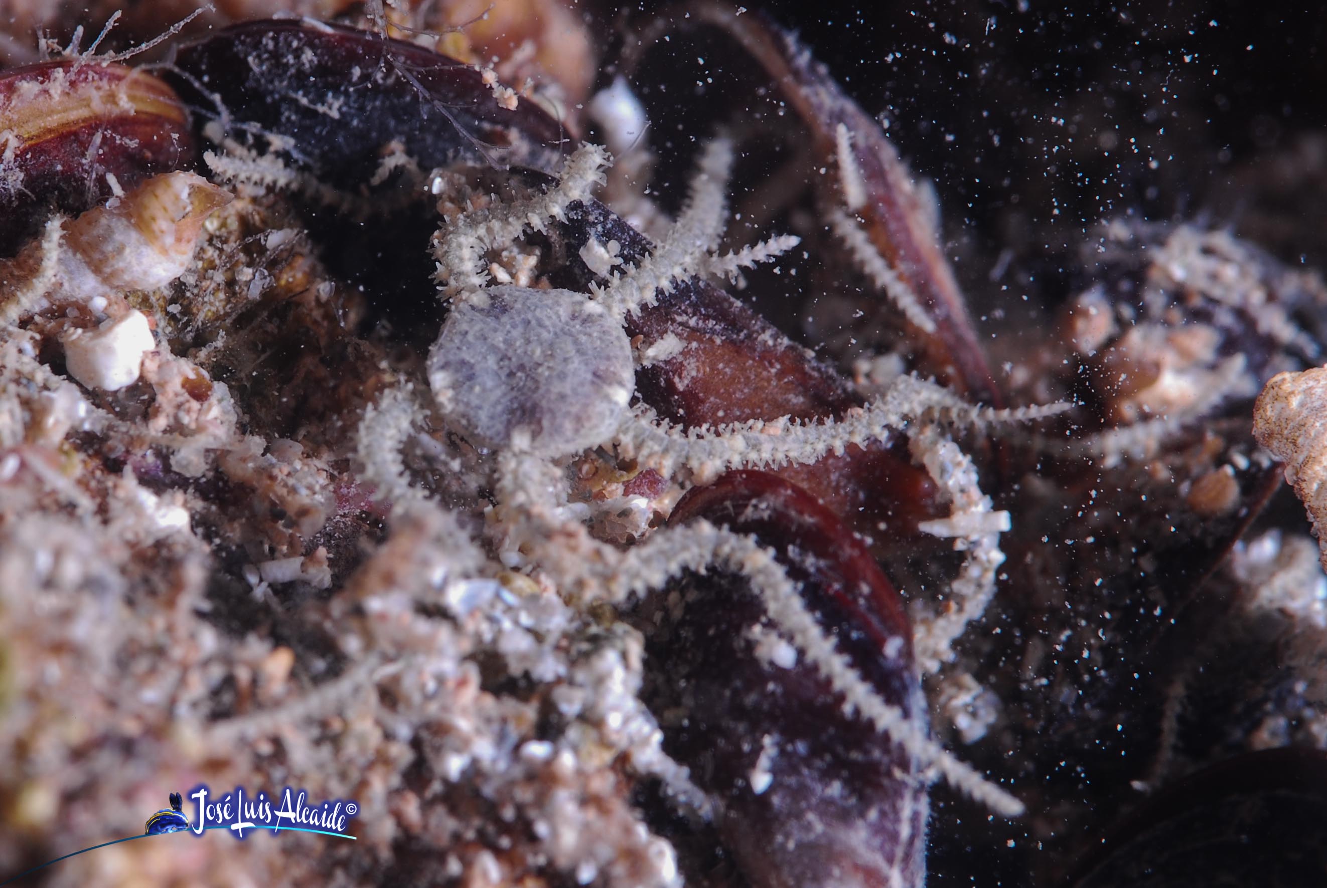 Ophiotrix fragilis ofiura común