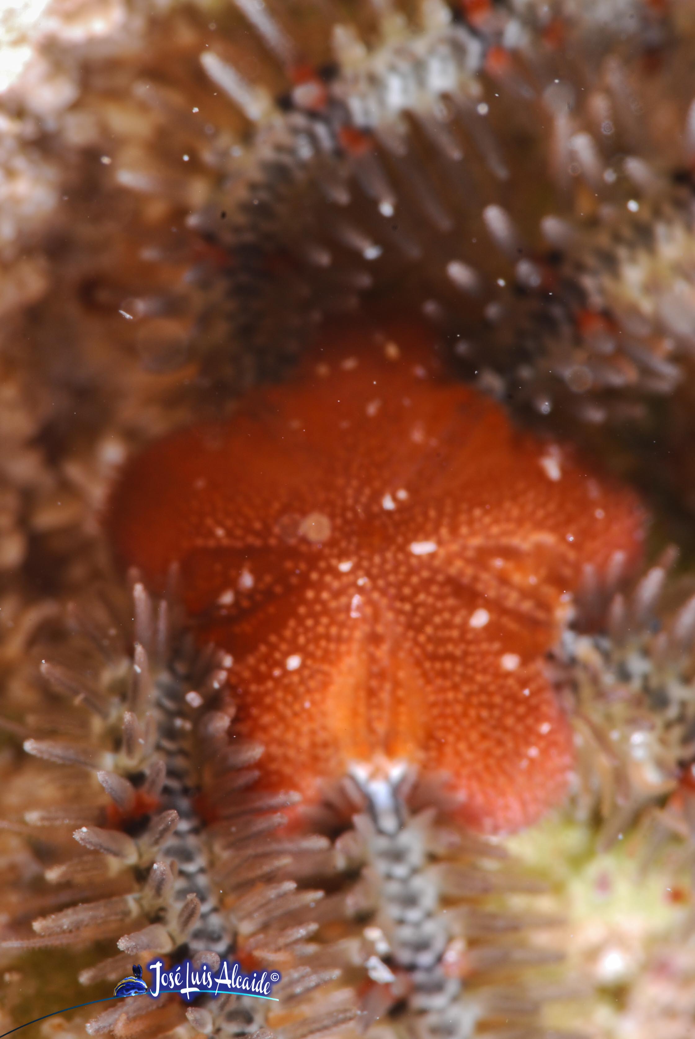 Ophiotrix fragilis ofiura común