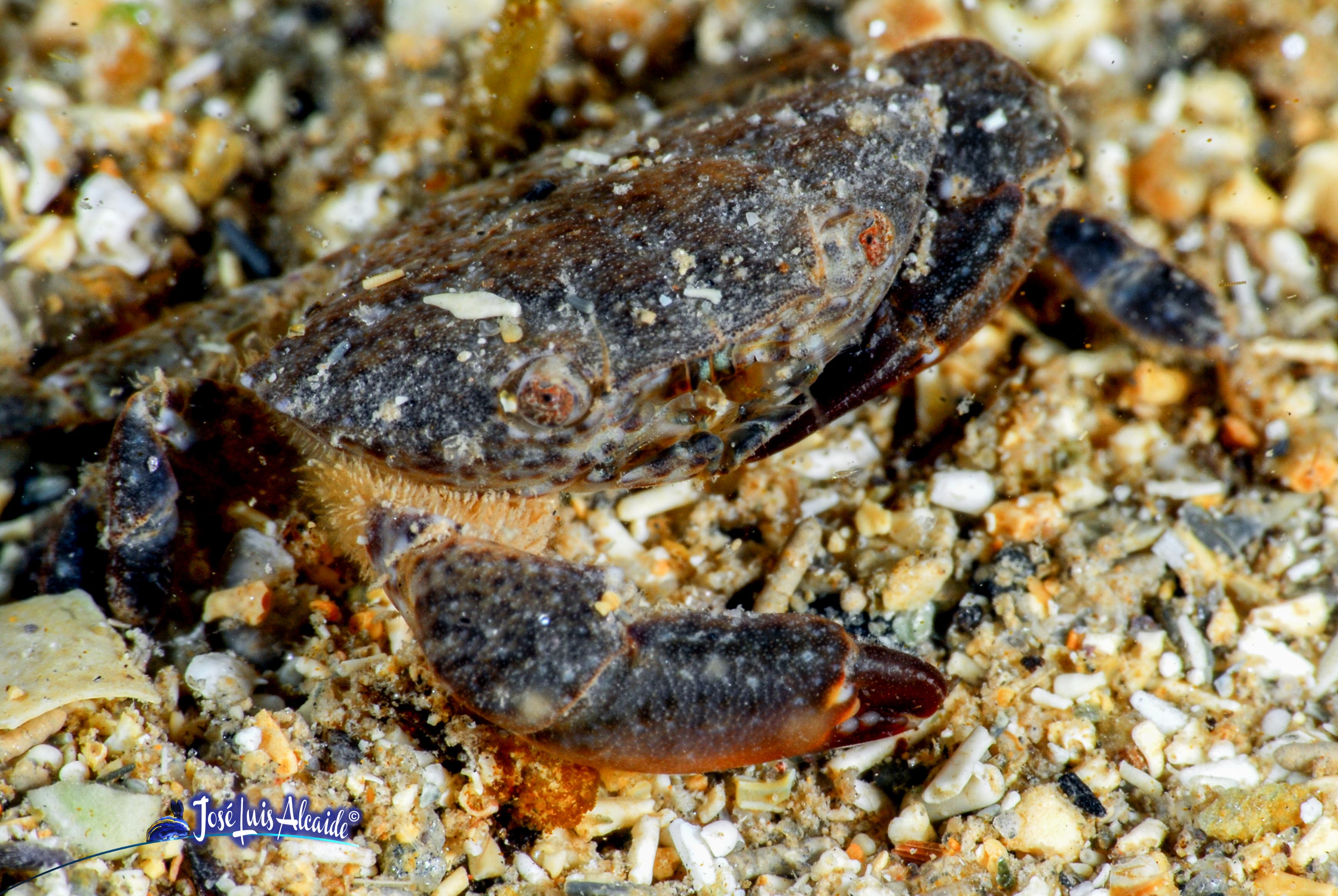 Pachygrapsus marmoratus