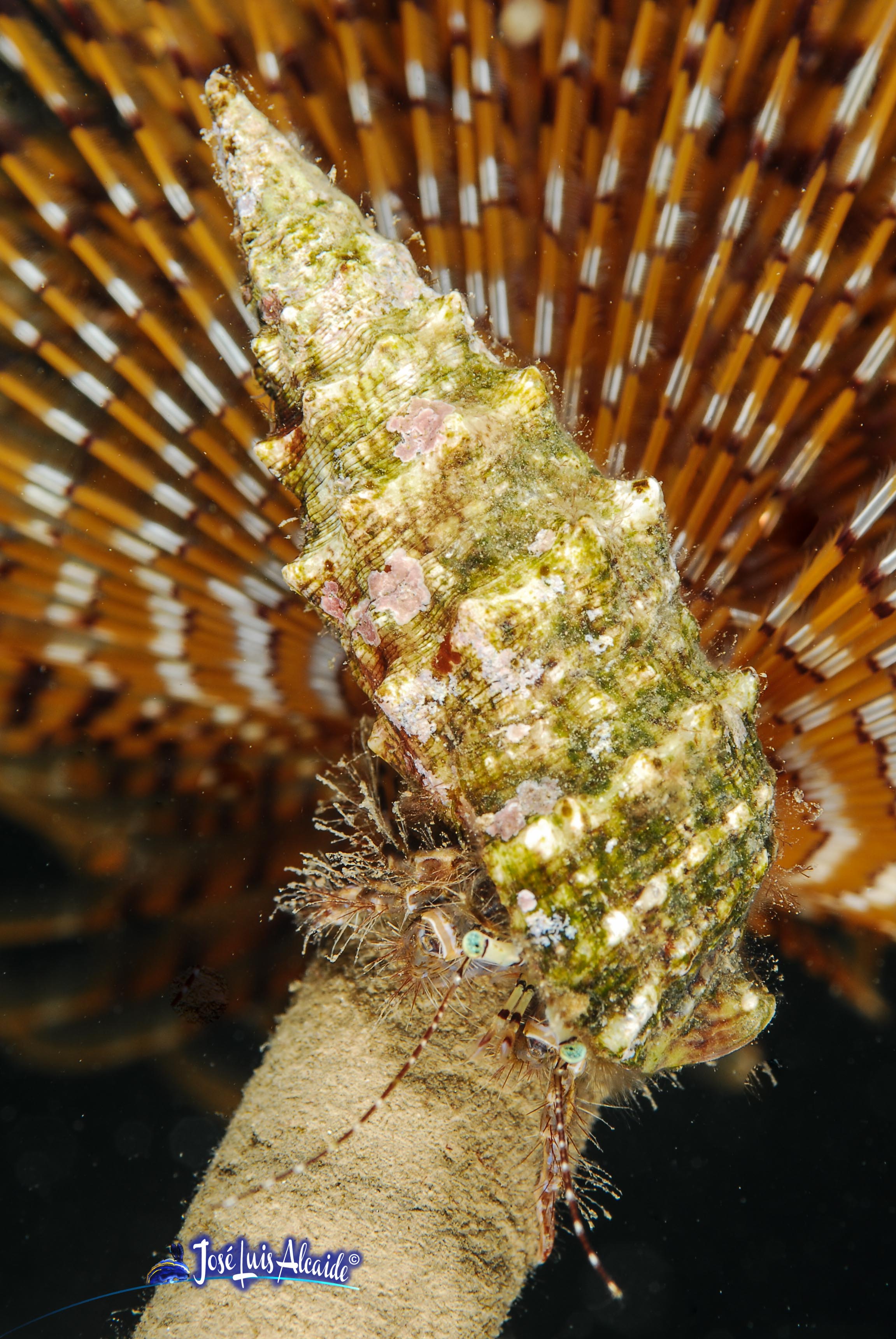 Pagurus anachoretus