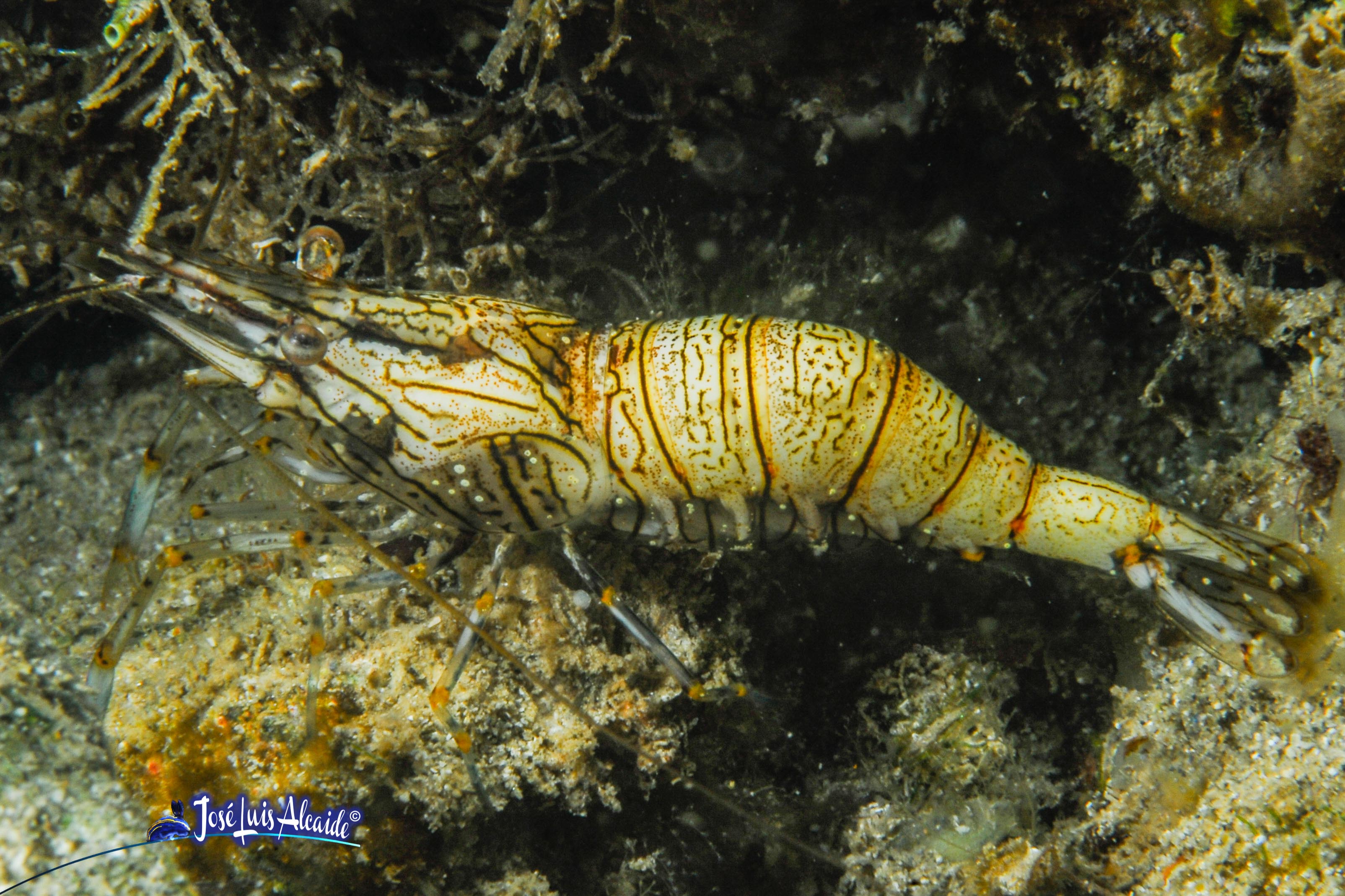 Palaemon elegans quisquilla
