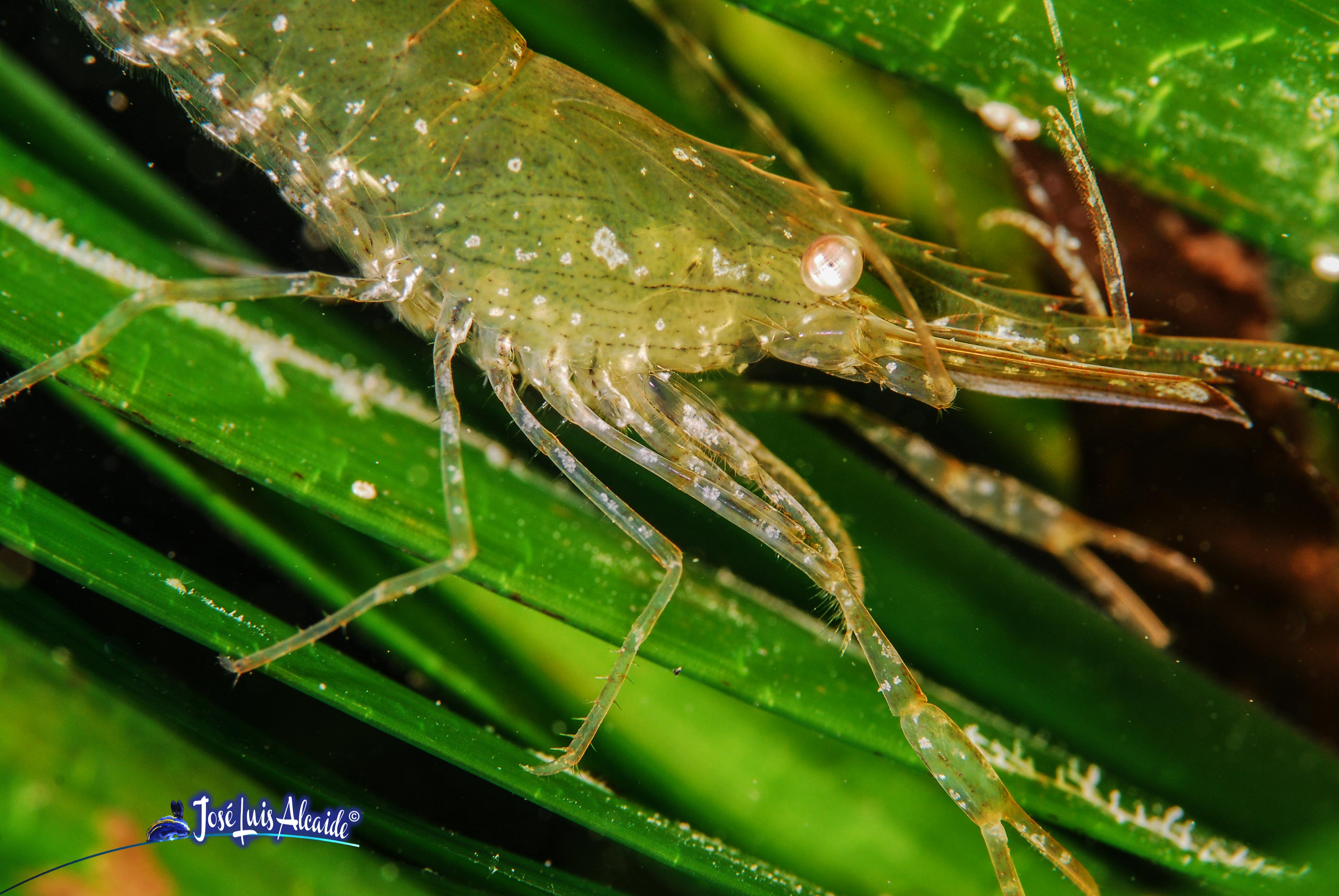 Palaemon kerathurus langostino