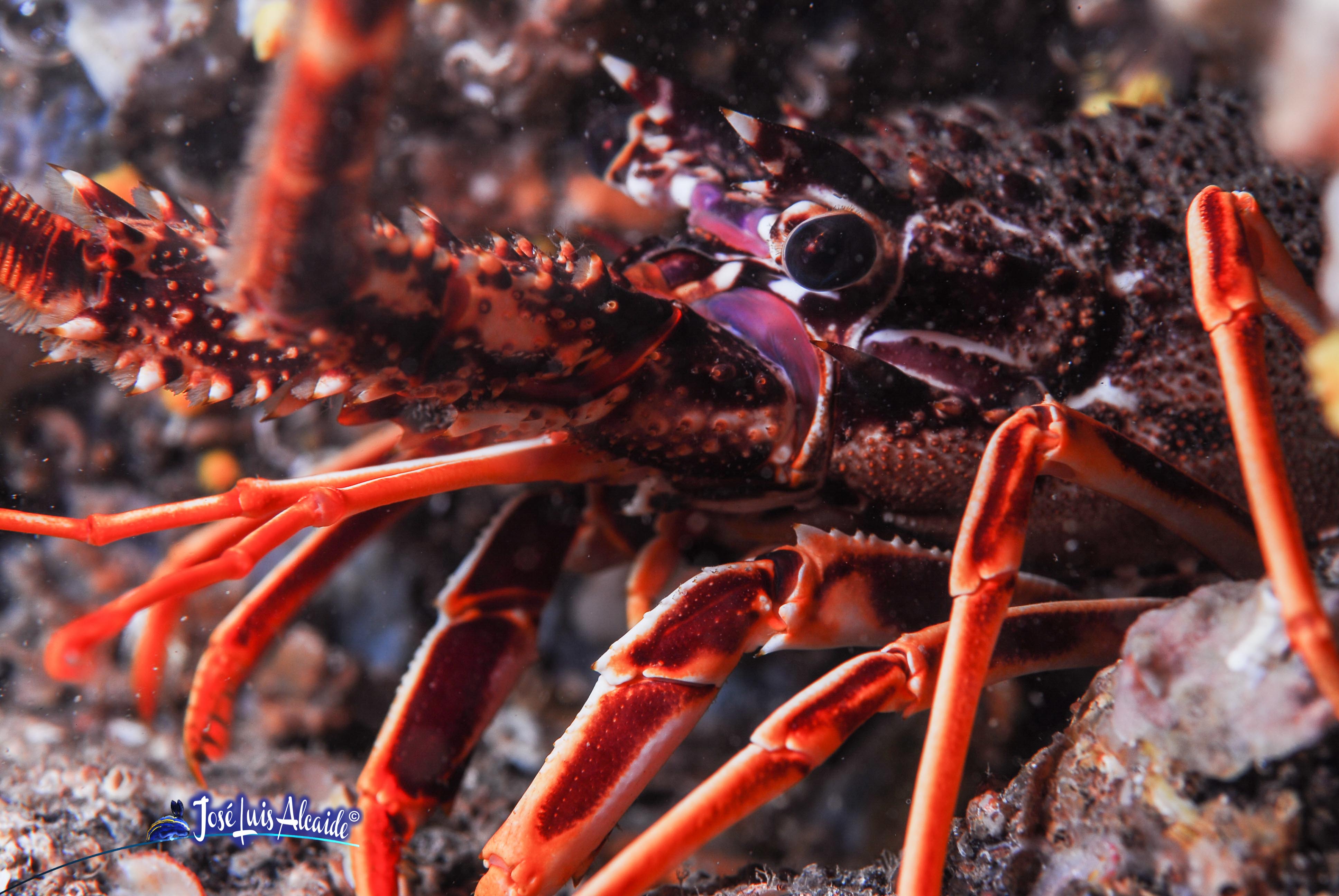 Palinurus elephas langosta