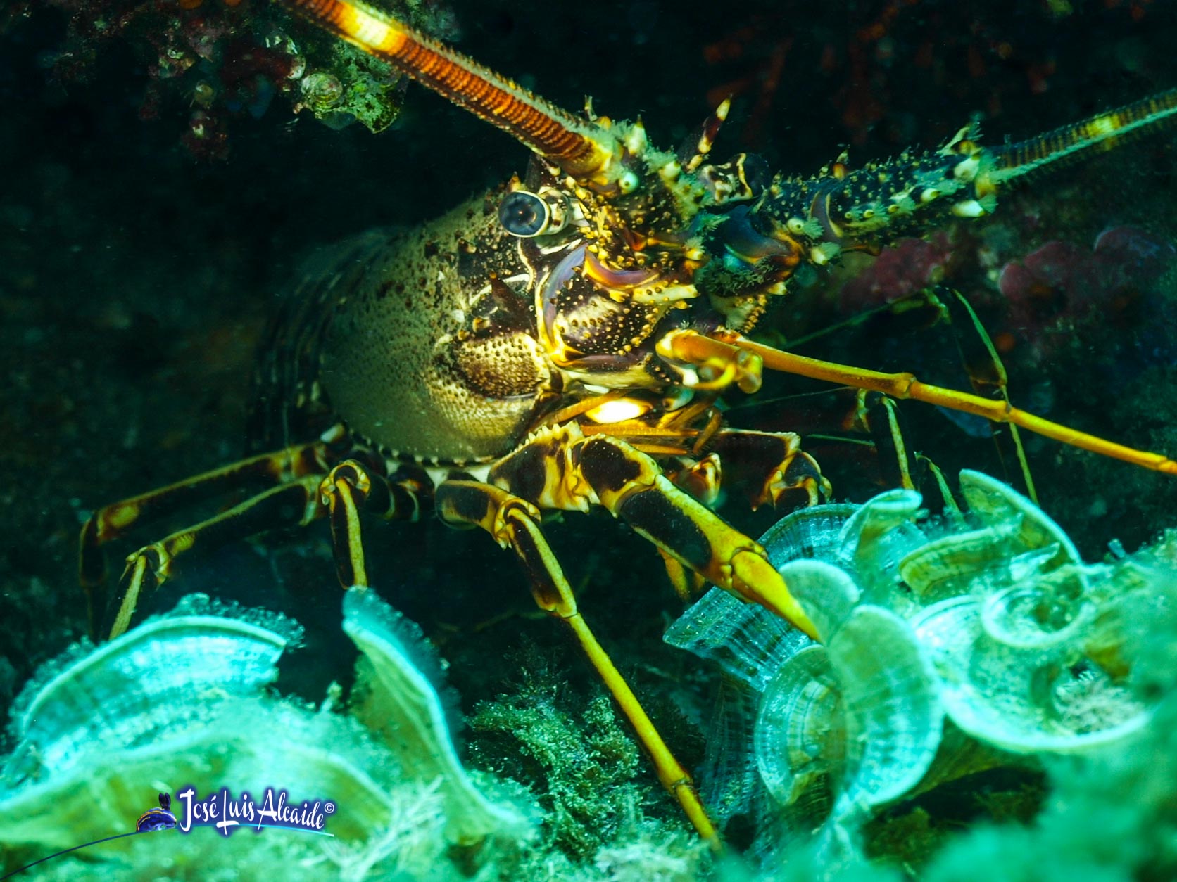 Palinurus elephas langosta