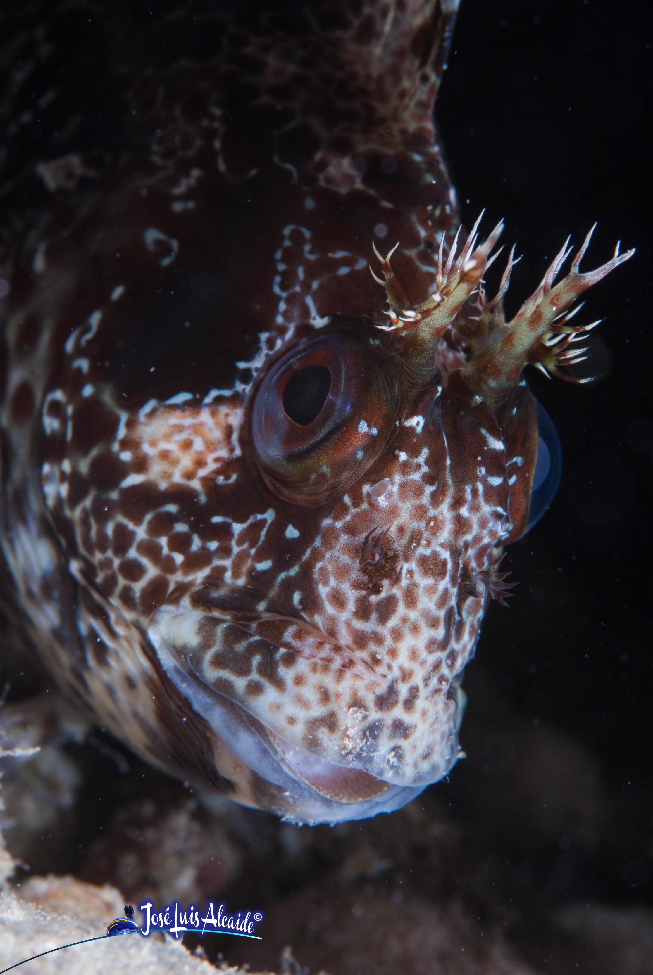 Parablennius gattorugine cabruza