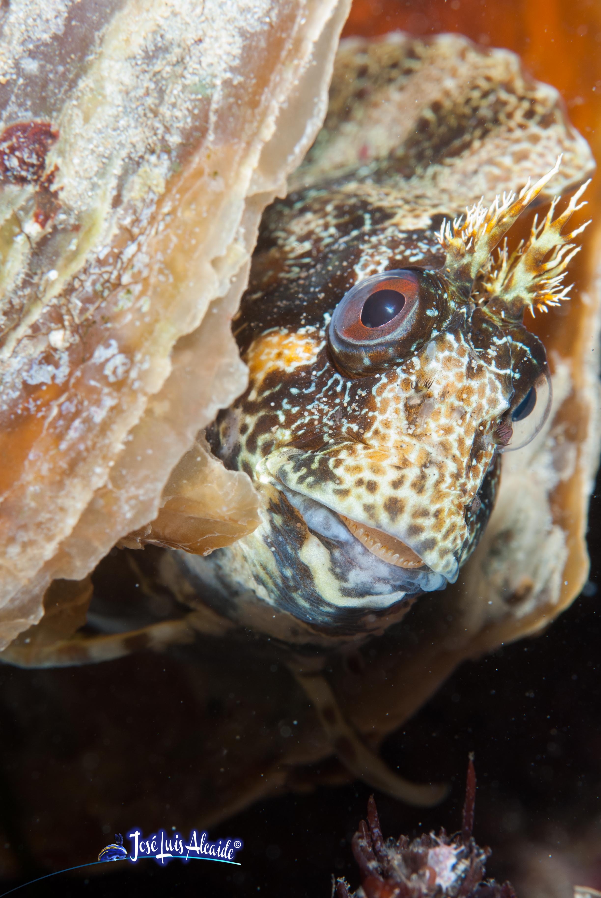 Parablennius gattorugine cabruza