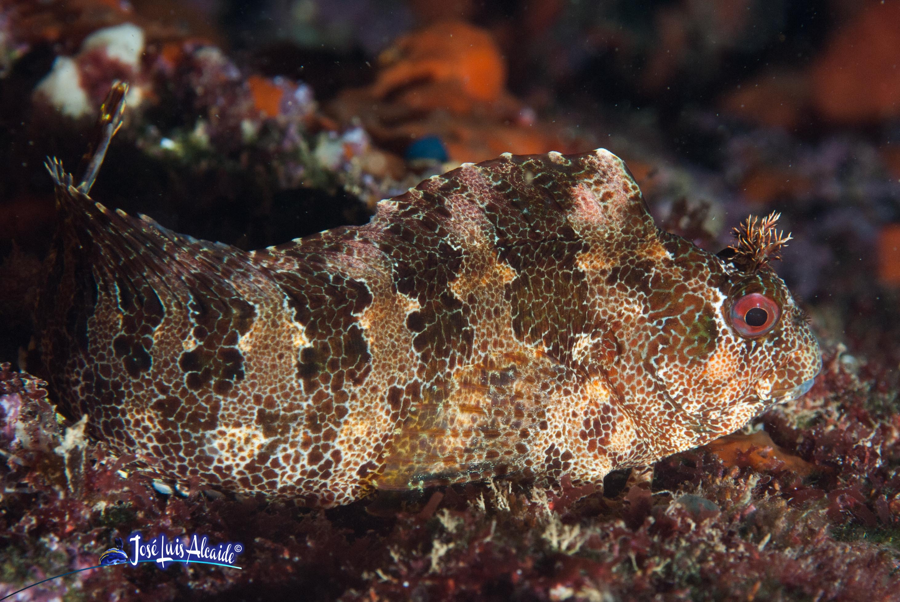 Parablennius gattorugine cabruza
