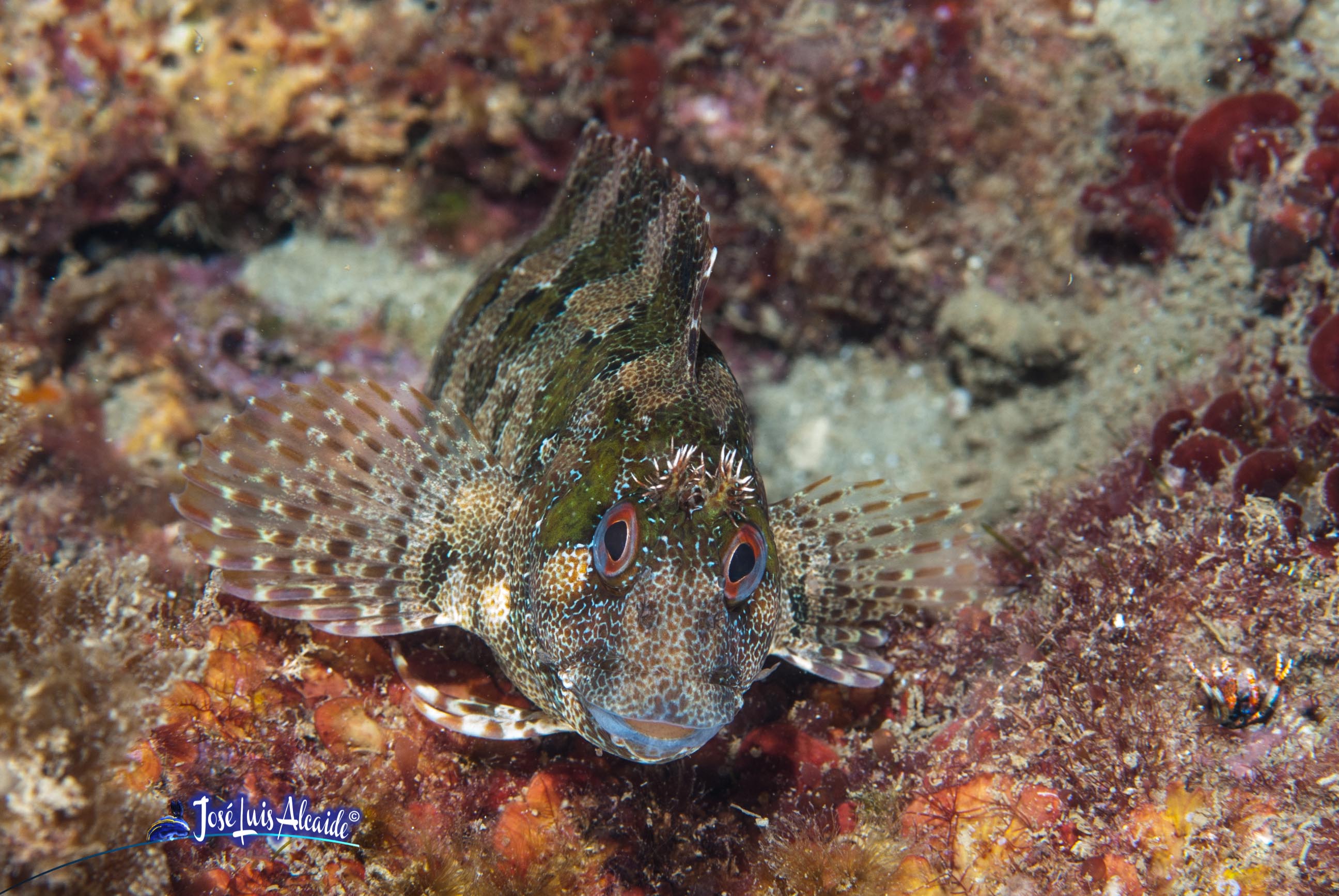 Parablennius gattorugine cabruza