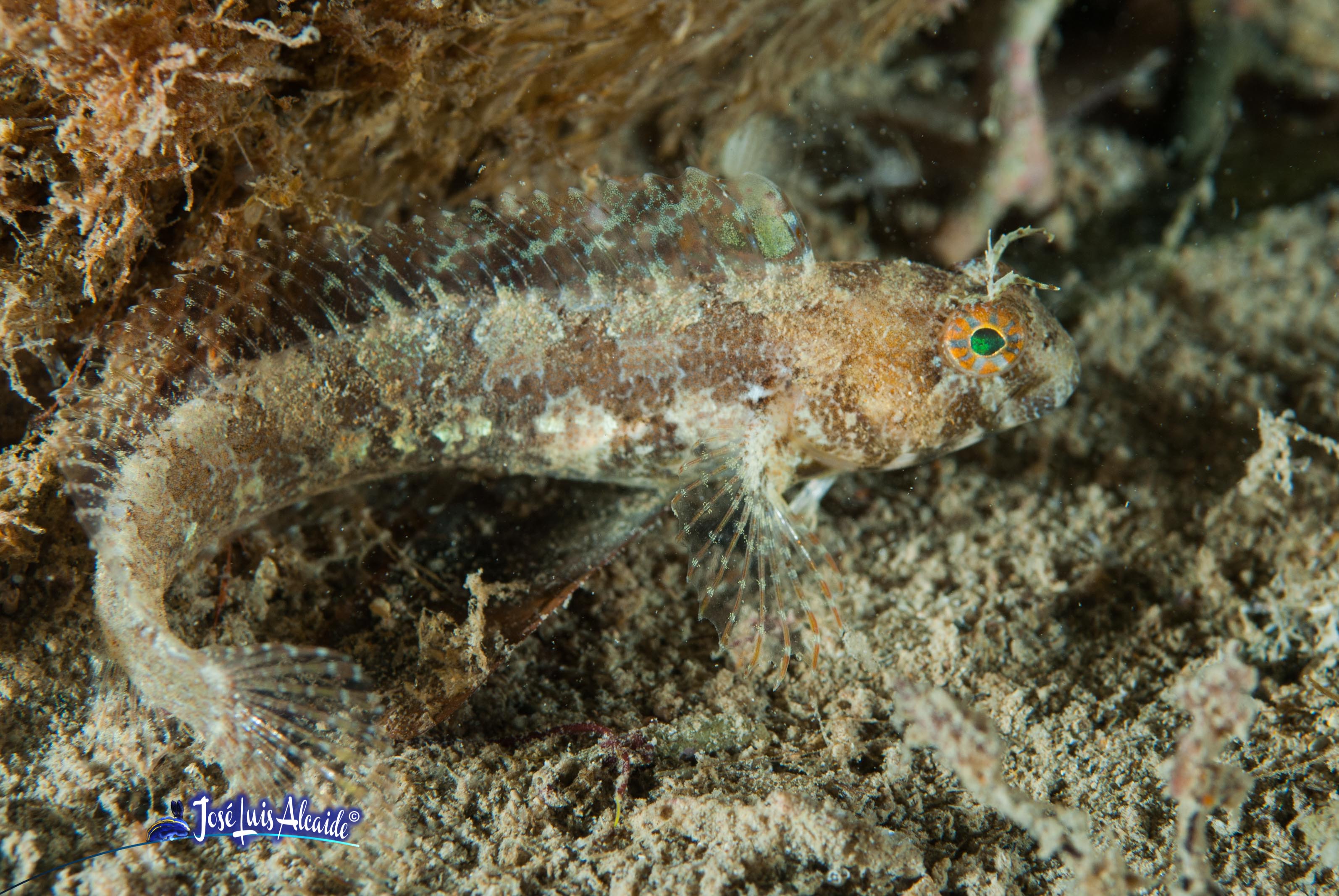 Parablennius incognitus