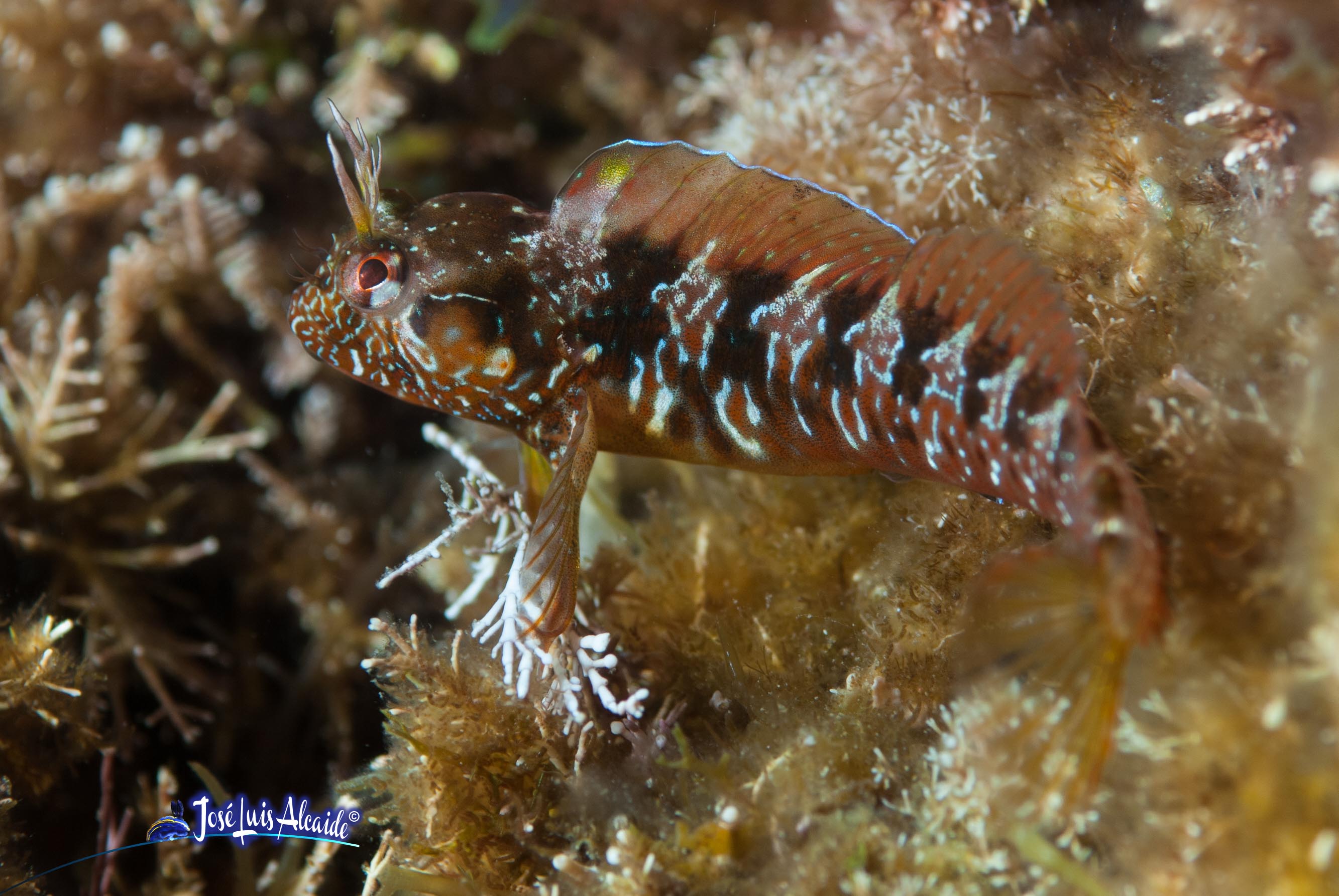 Parablennius incognitus