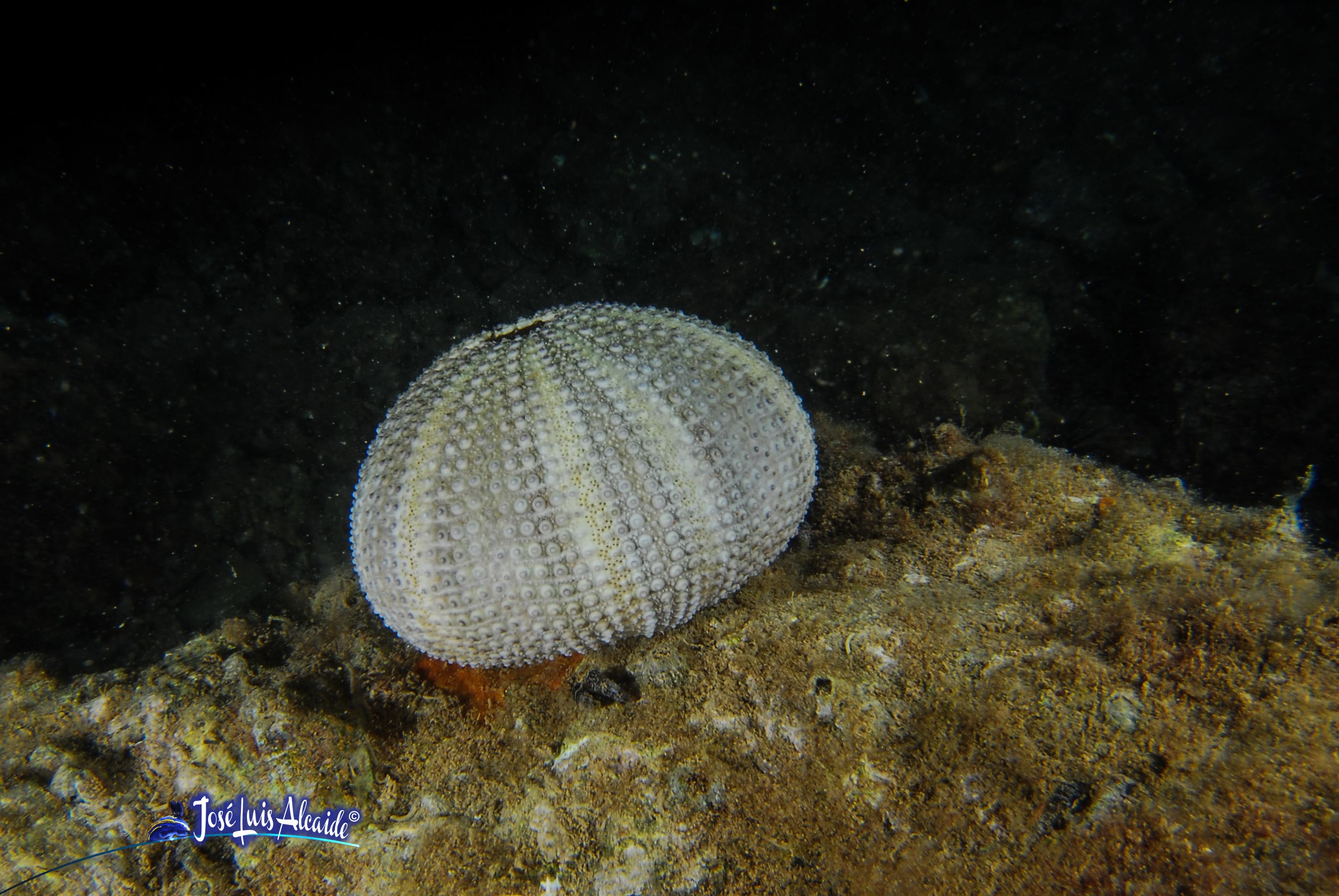 Paracentrotus lividus erizo de mar de roca rosa