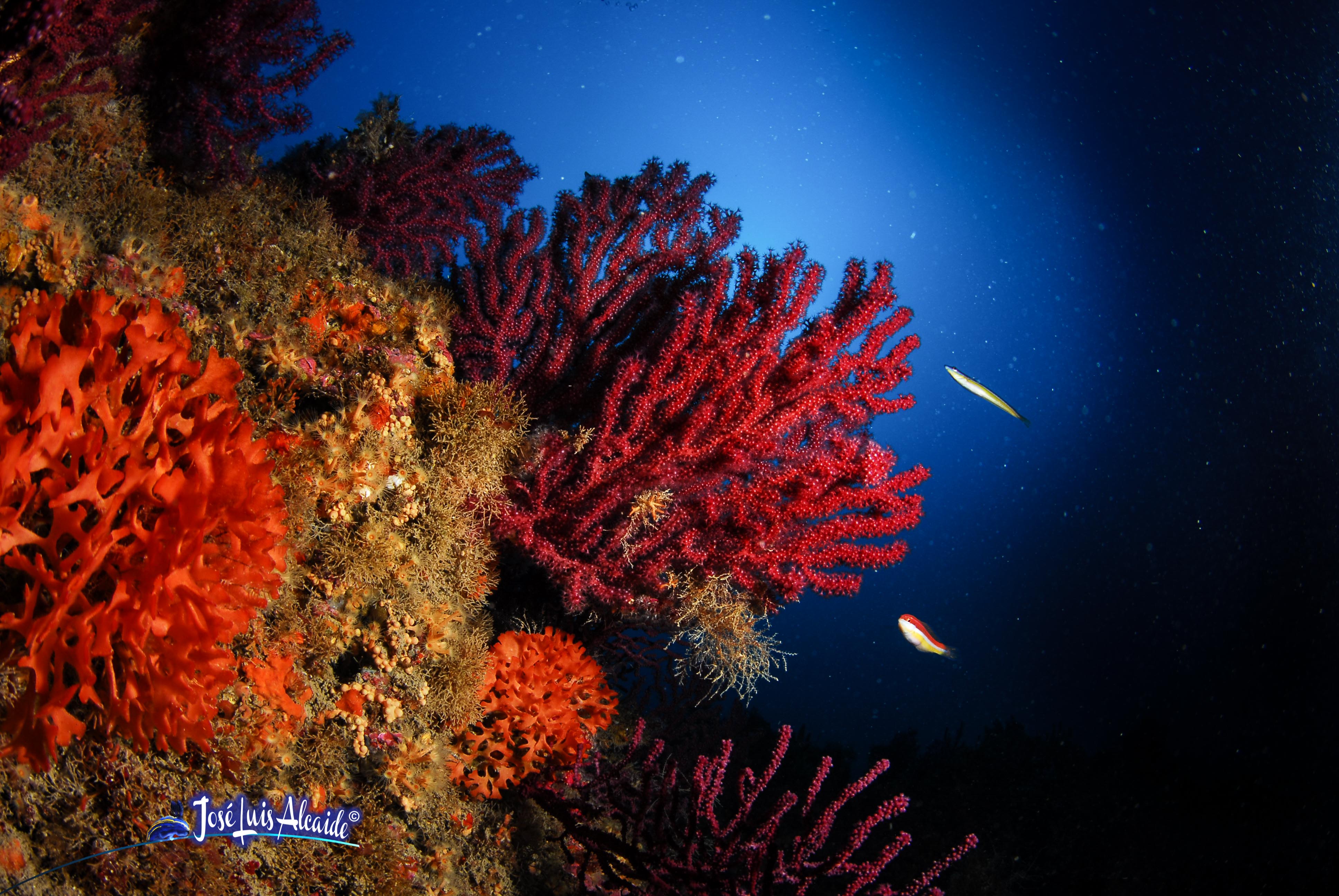 Paramuricea clavata gorgonia rojo