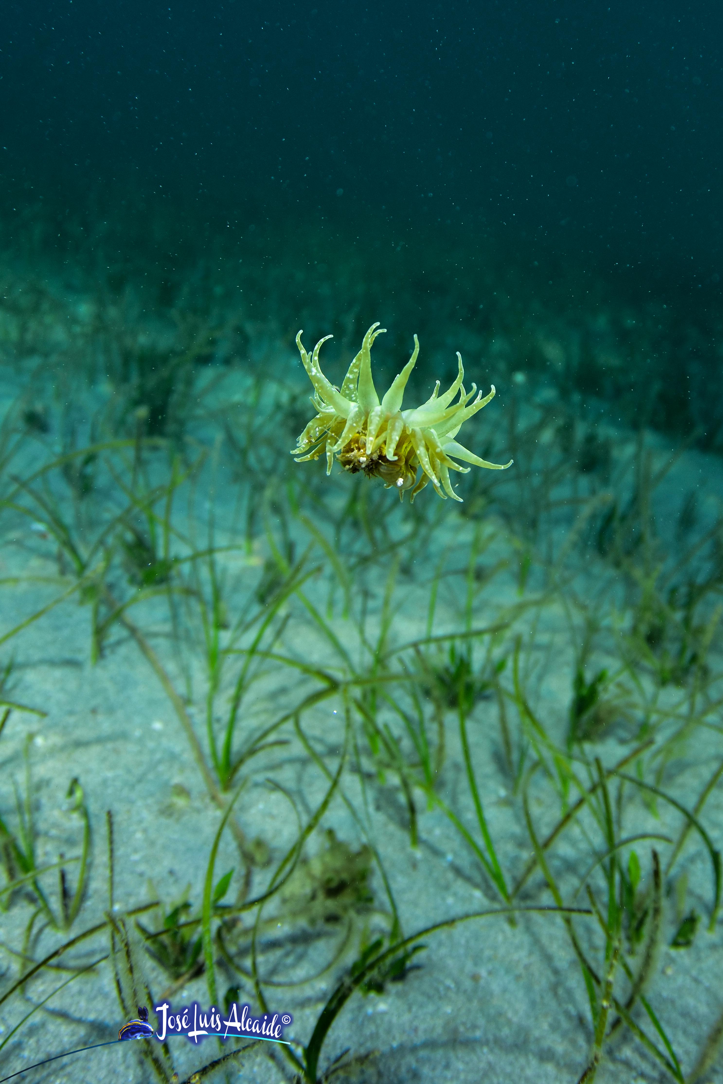 Paranemonia cinerea