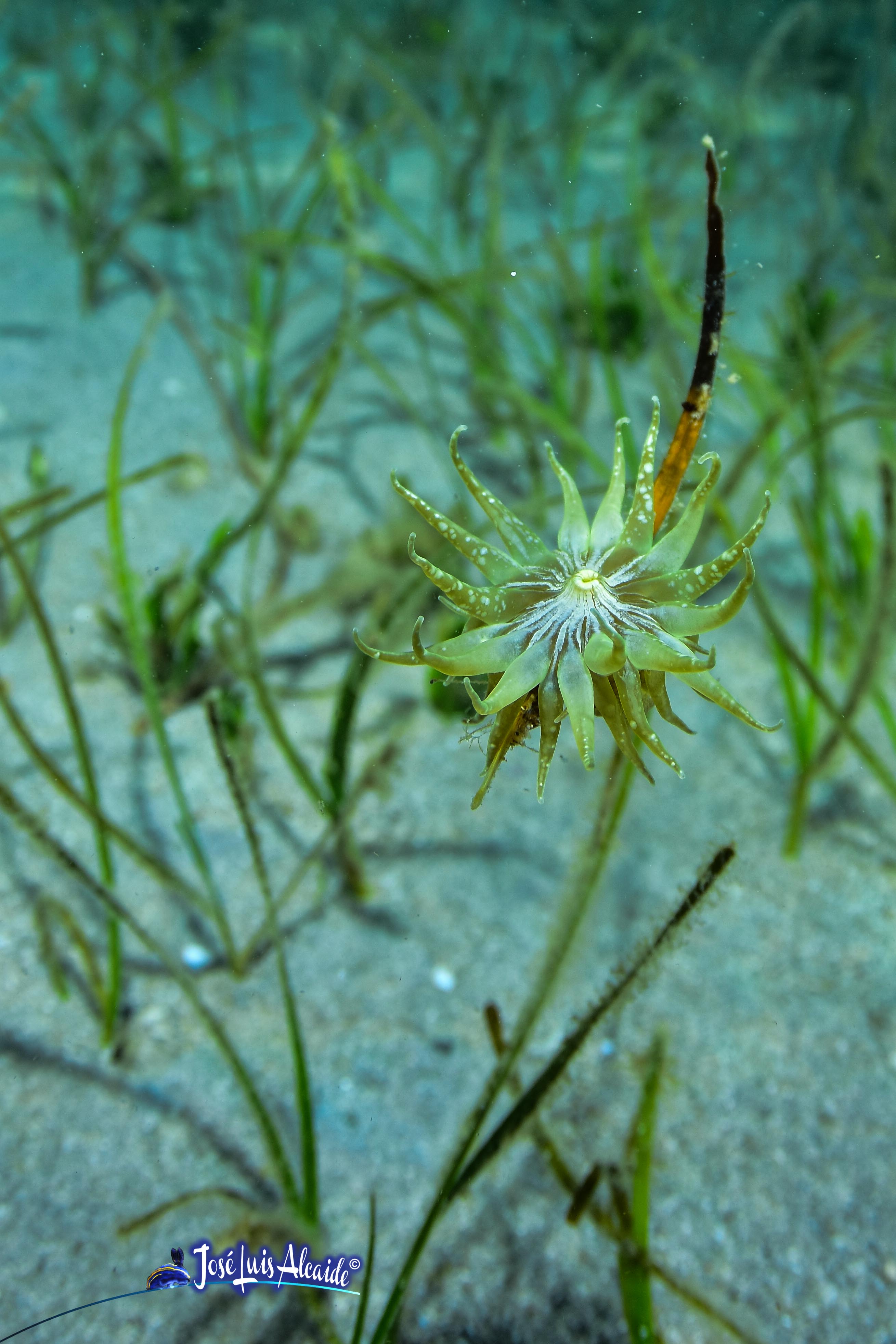 Paranemonia cinerea